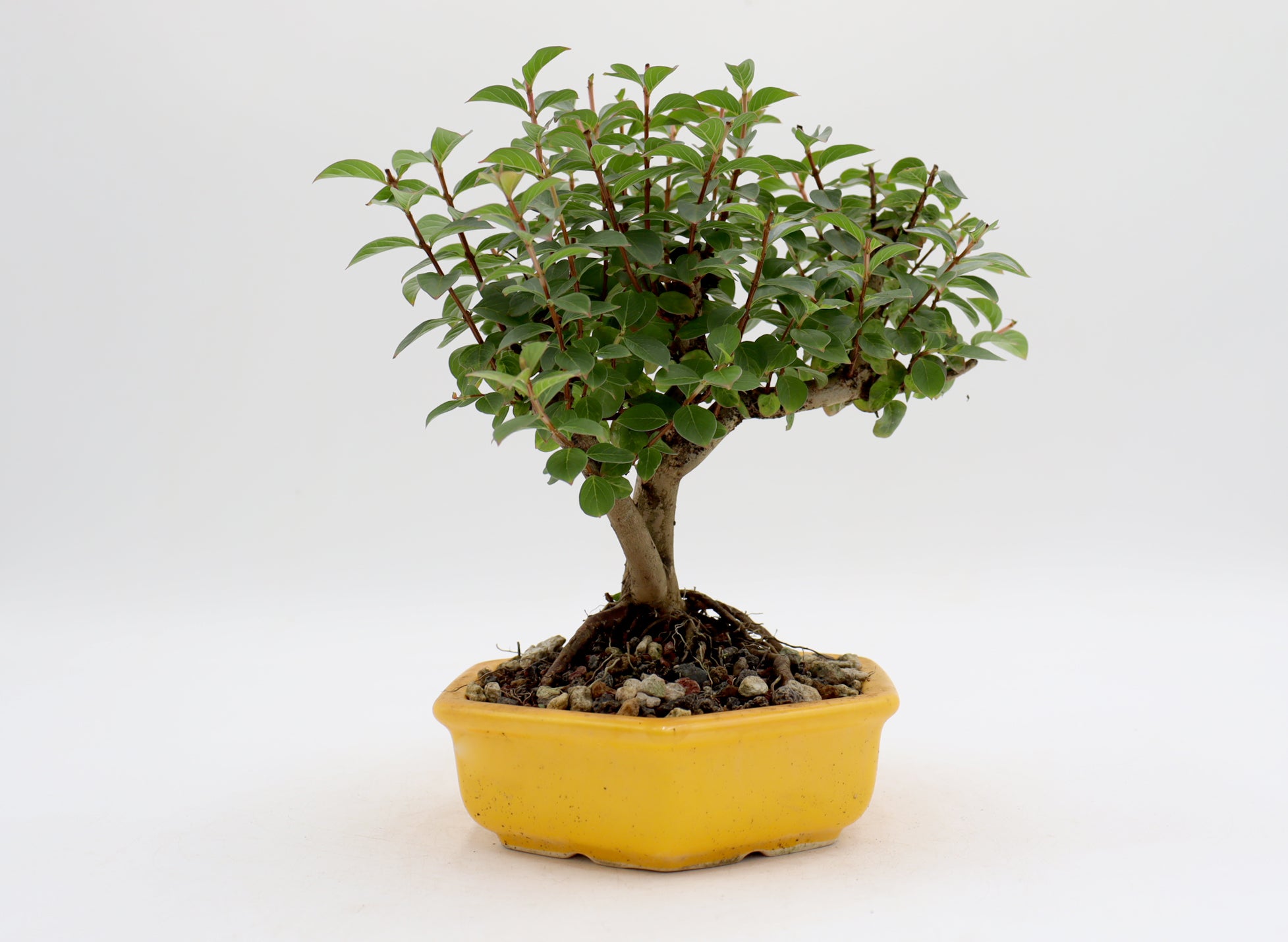Chickasaw Crepe Myrtle in a Yellow Glazed Pot