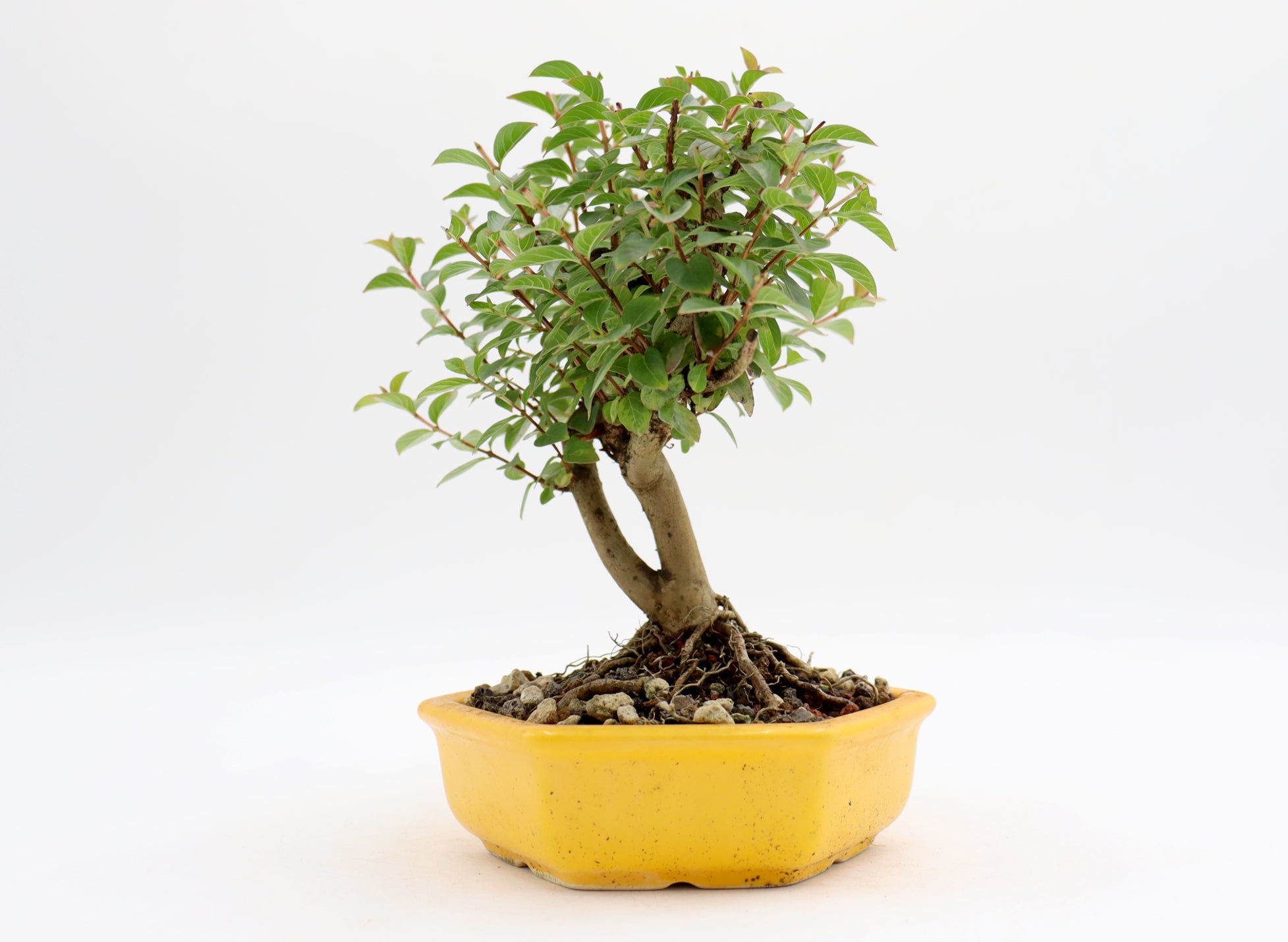 Chickasaw Crepe Myrtle in a Yellow Glazed Pot