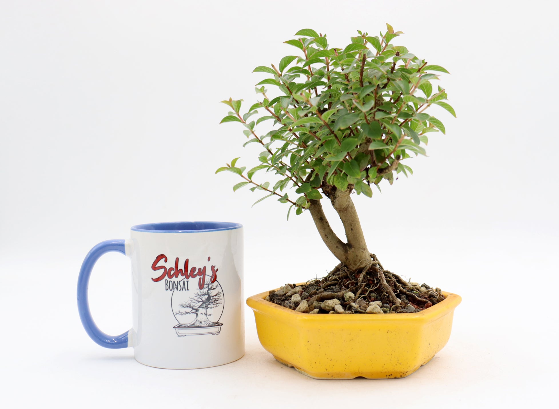 Chickasaw Crepe Myrtle in a Yellow Glazed Pot