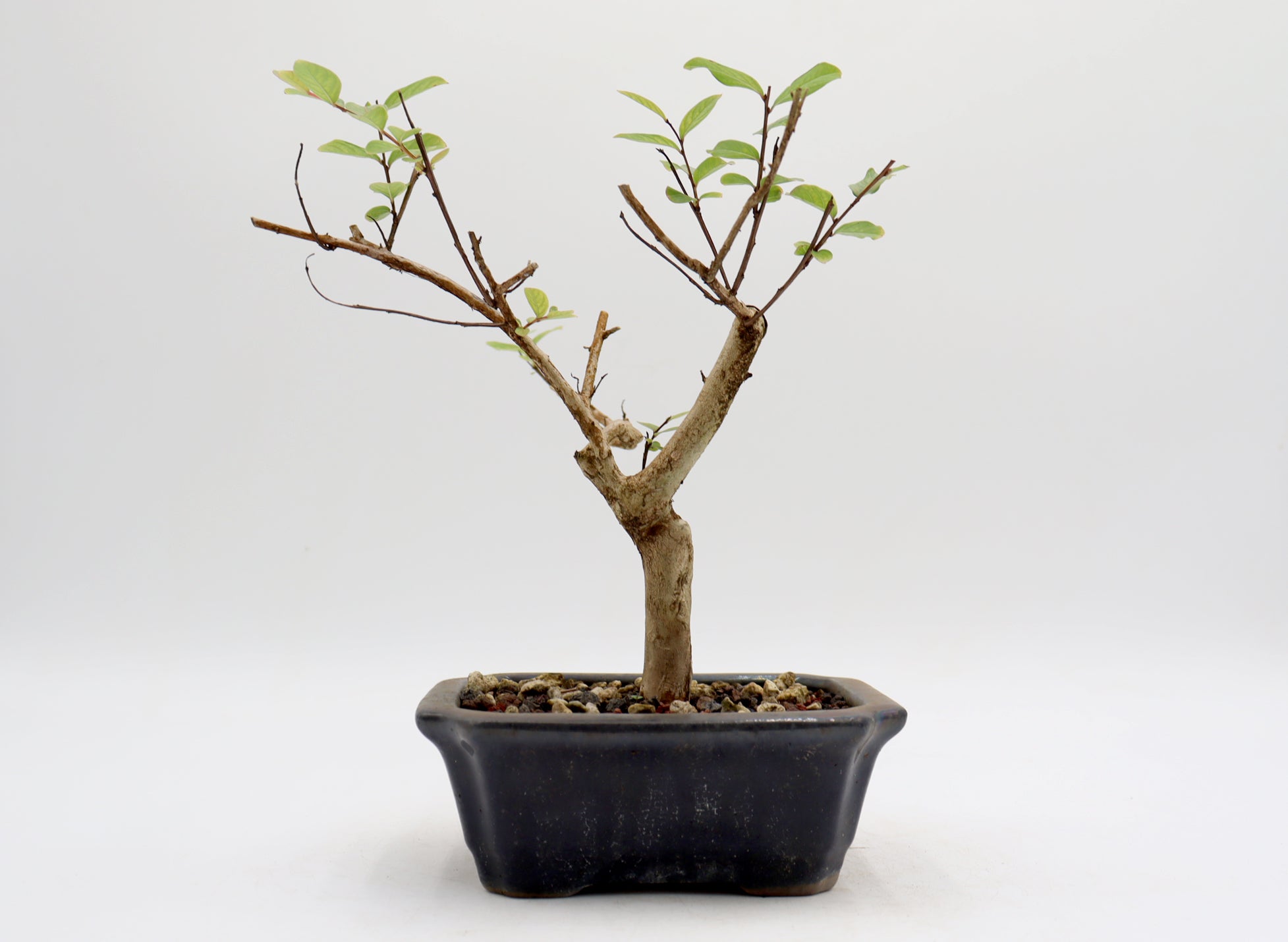 Crepe Myrtle (White Flowers) in a Glazed Pot