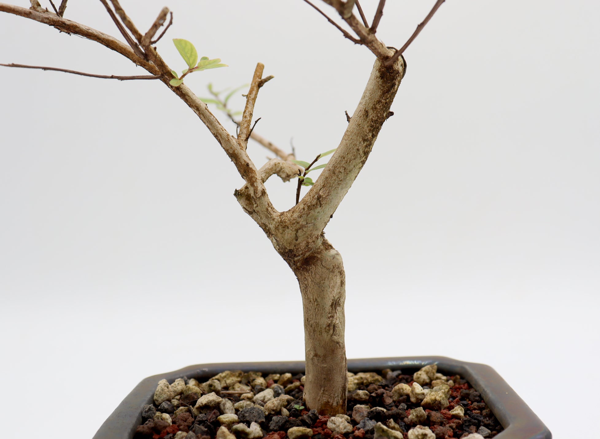 Crepe Myrtle (White Flowers) in a Glazed Pot