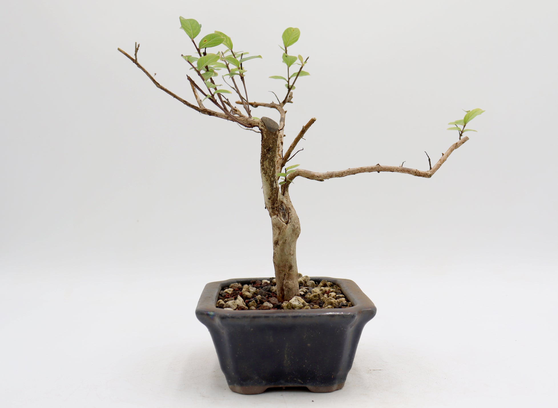 Crepe Myrtle (White Flowers) in a Glazed Pot
