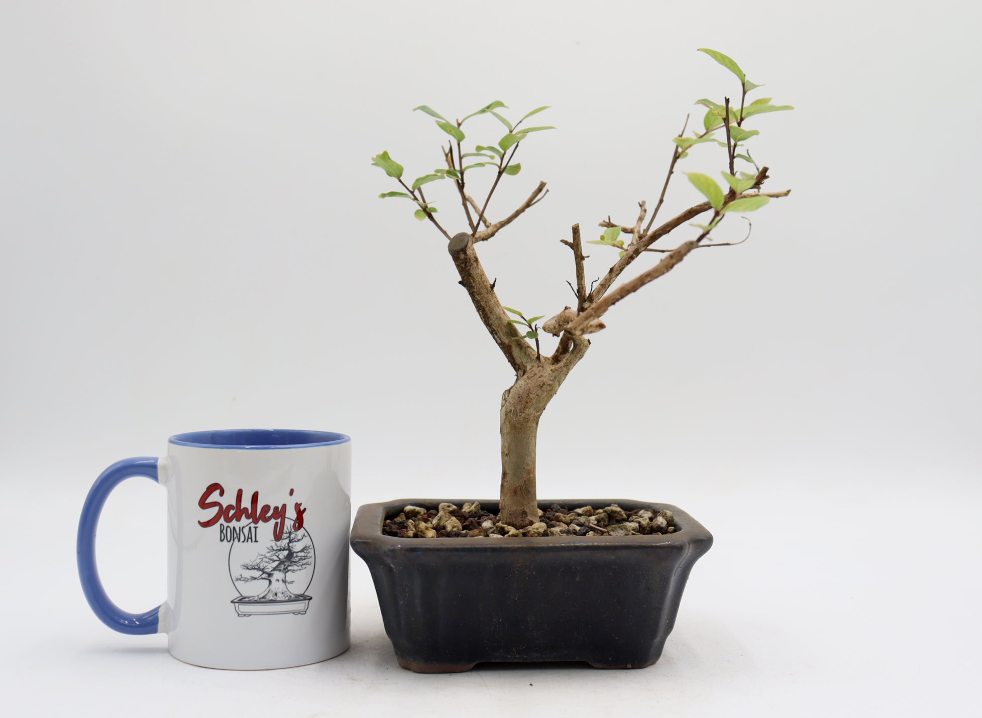 Crepe Myrtle (White Flowers) in a Glazed Pot