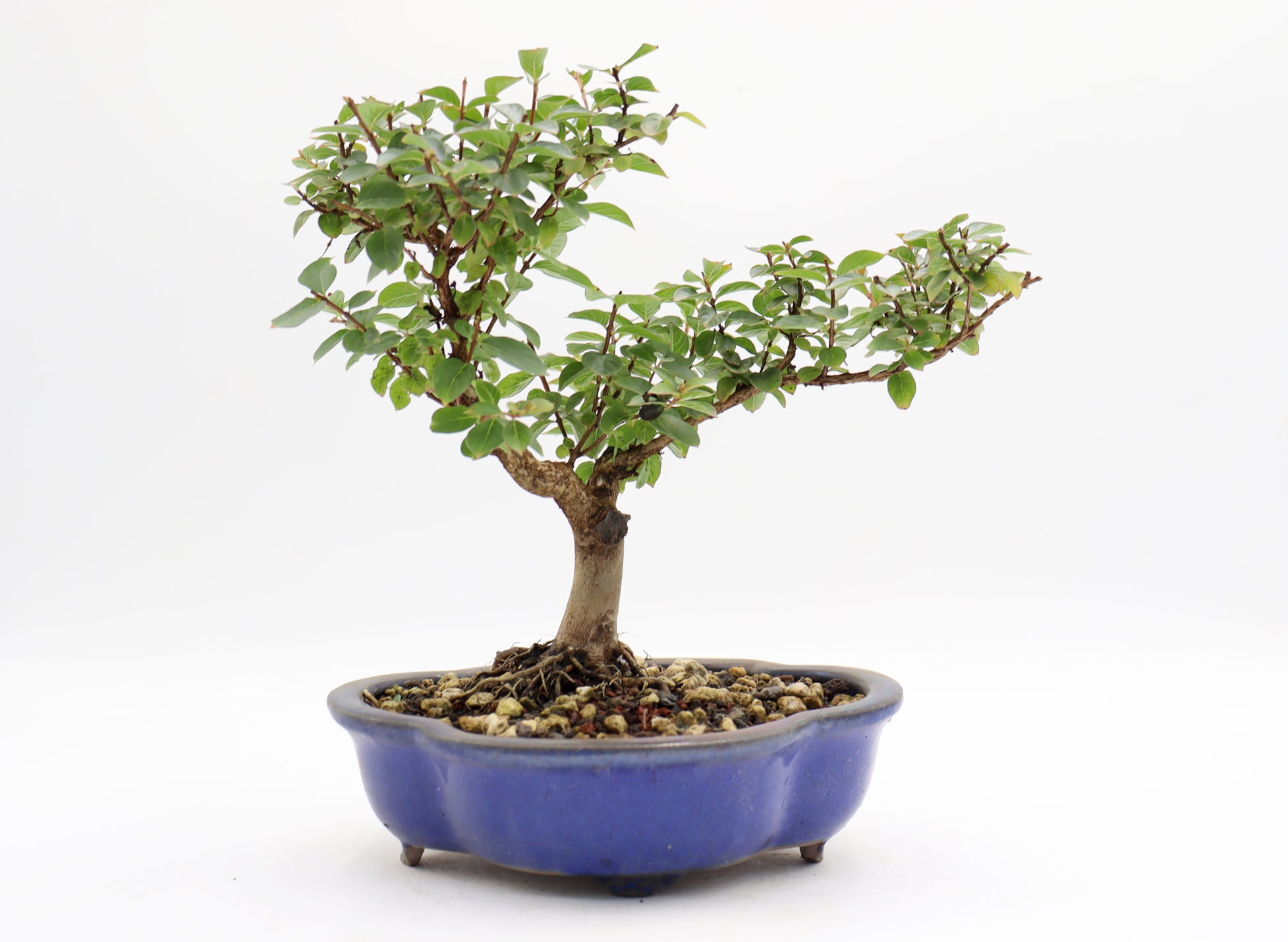 Chickasaw Crepe Myrtle in a Glazed Pot