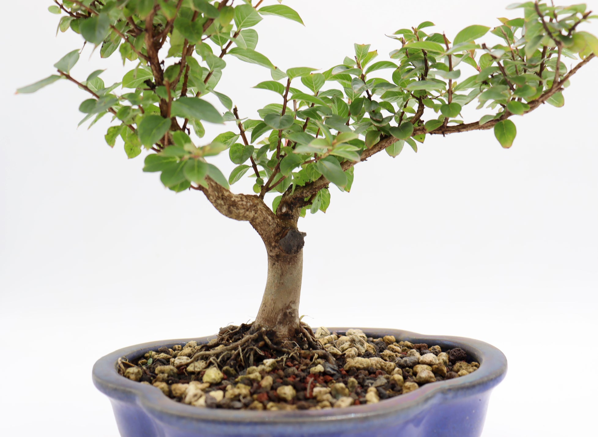 Chickasaw Crepe Myrtle in a Glazed Pot