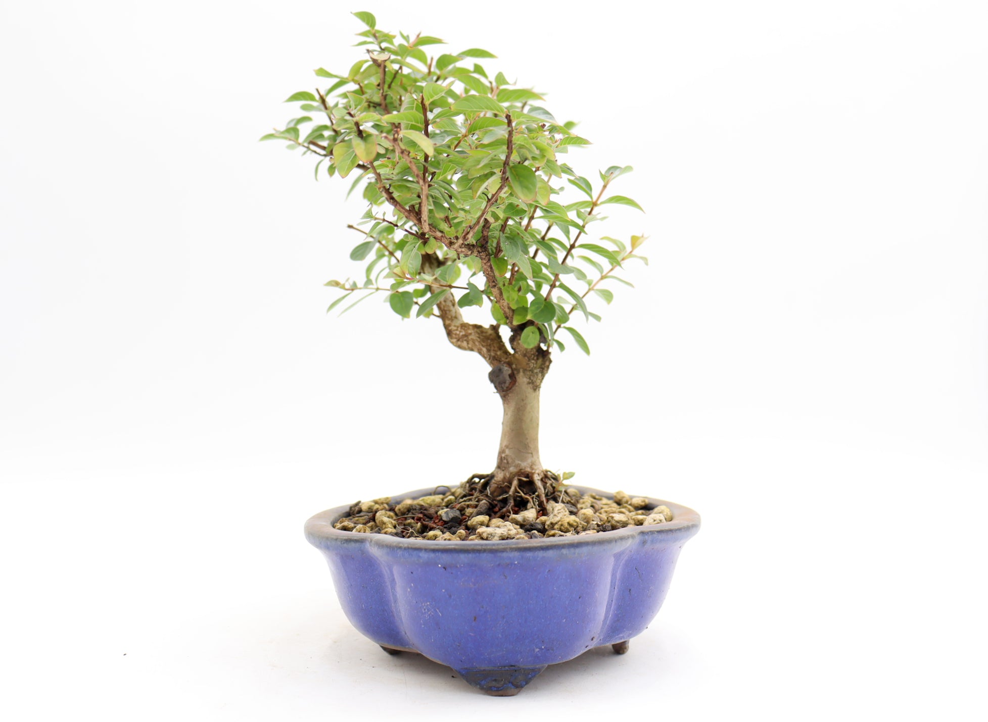 Chickasaw Crepe Myrtle in a Glazed Pot