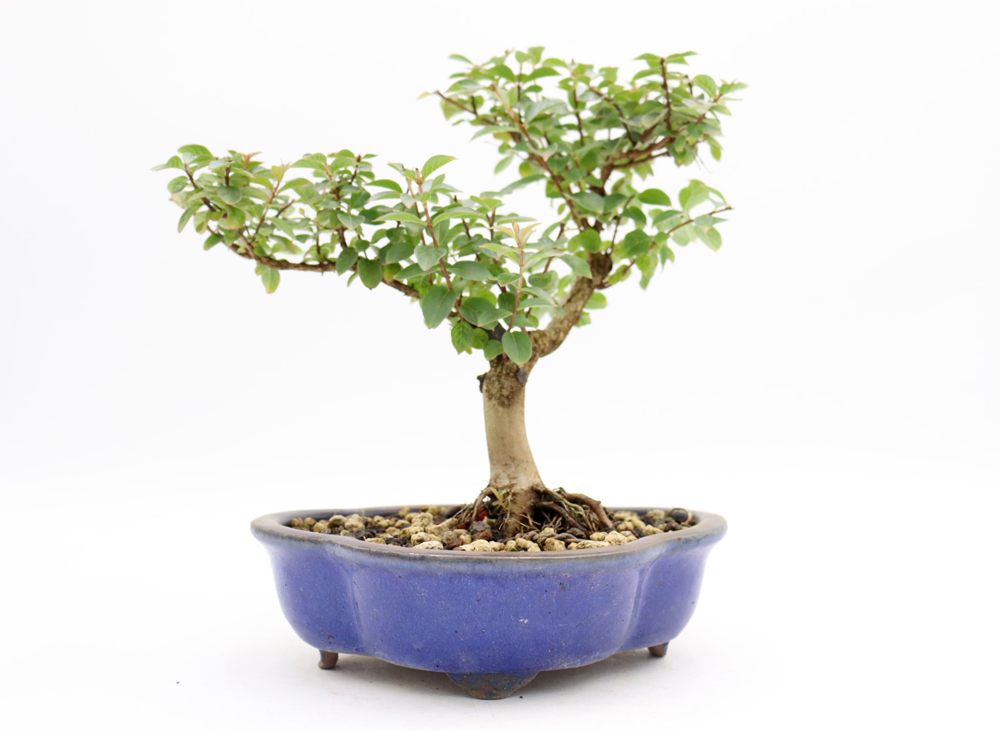 Chickasaw Crepe Myrtle in a Glazed Pot