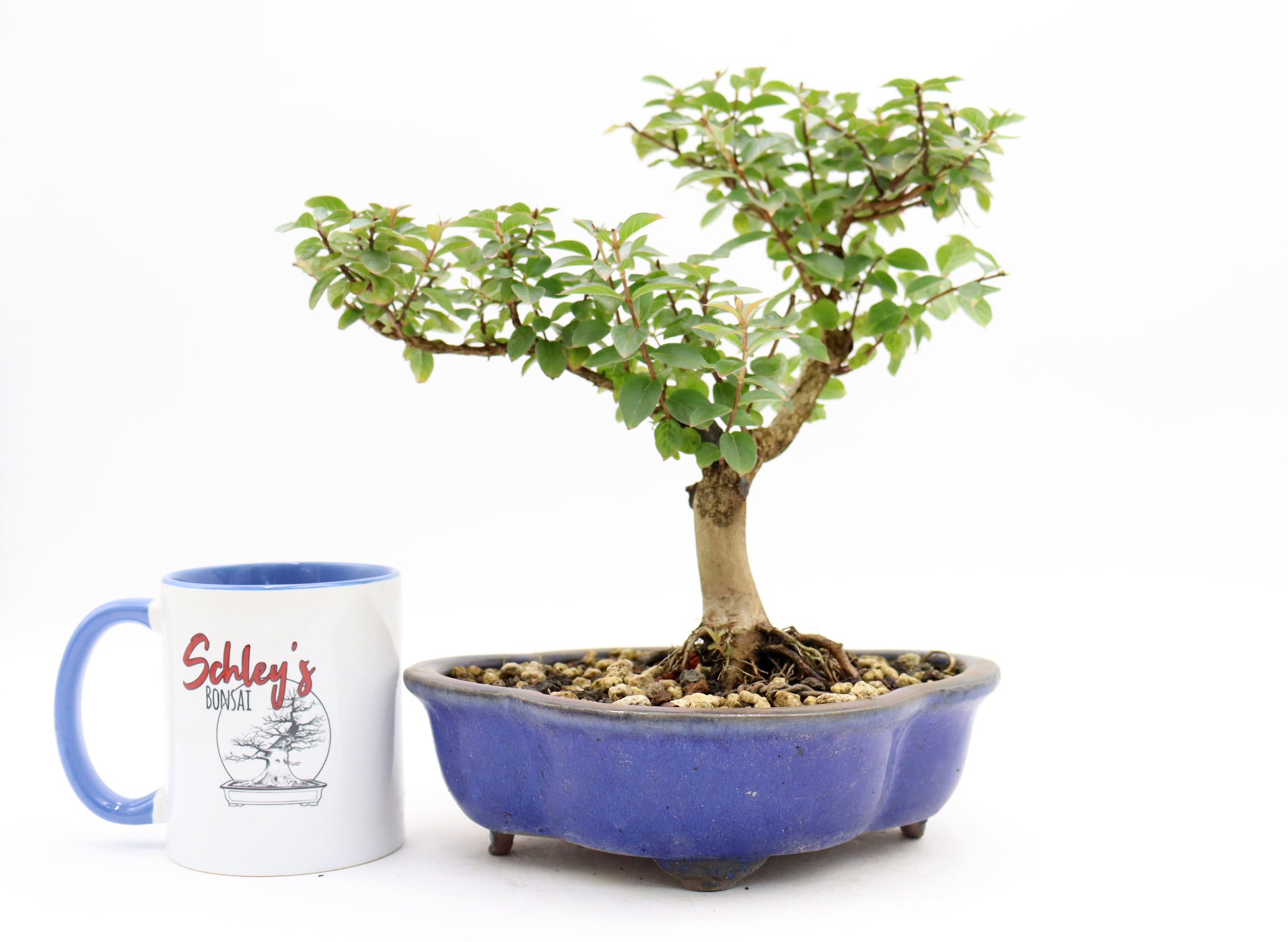 Chickasaw Crepe Myrtle in a Glazed Pot