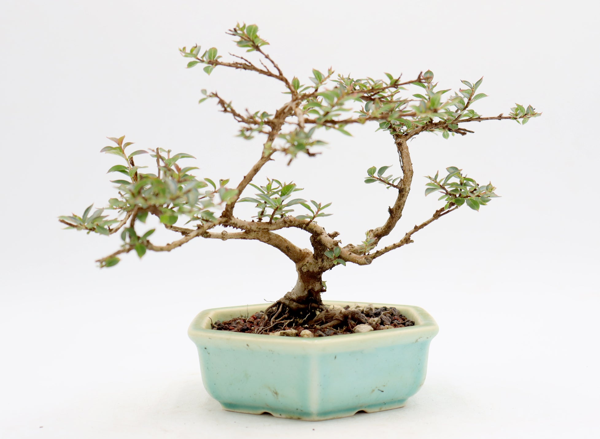 Chickasaw Crepe Myrtle in a Glazed and Chopped Pot