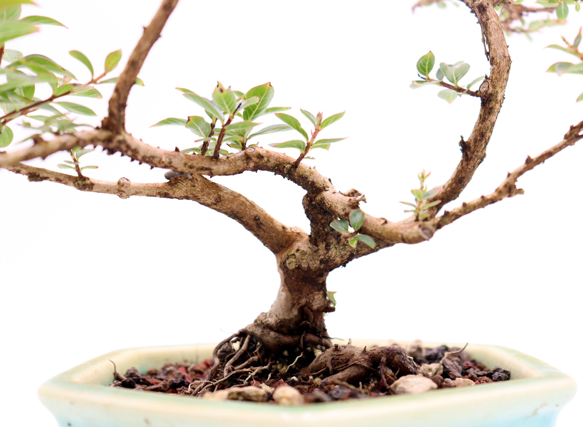 Chickasaw Crepe Myrtle in a Glazed and Chopped Pot