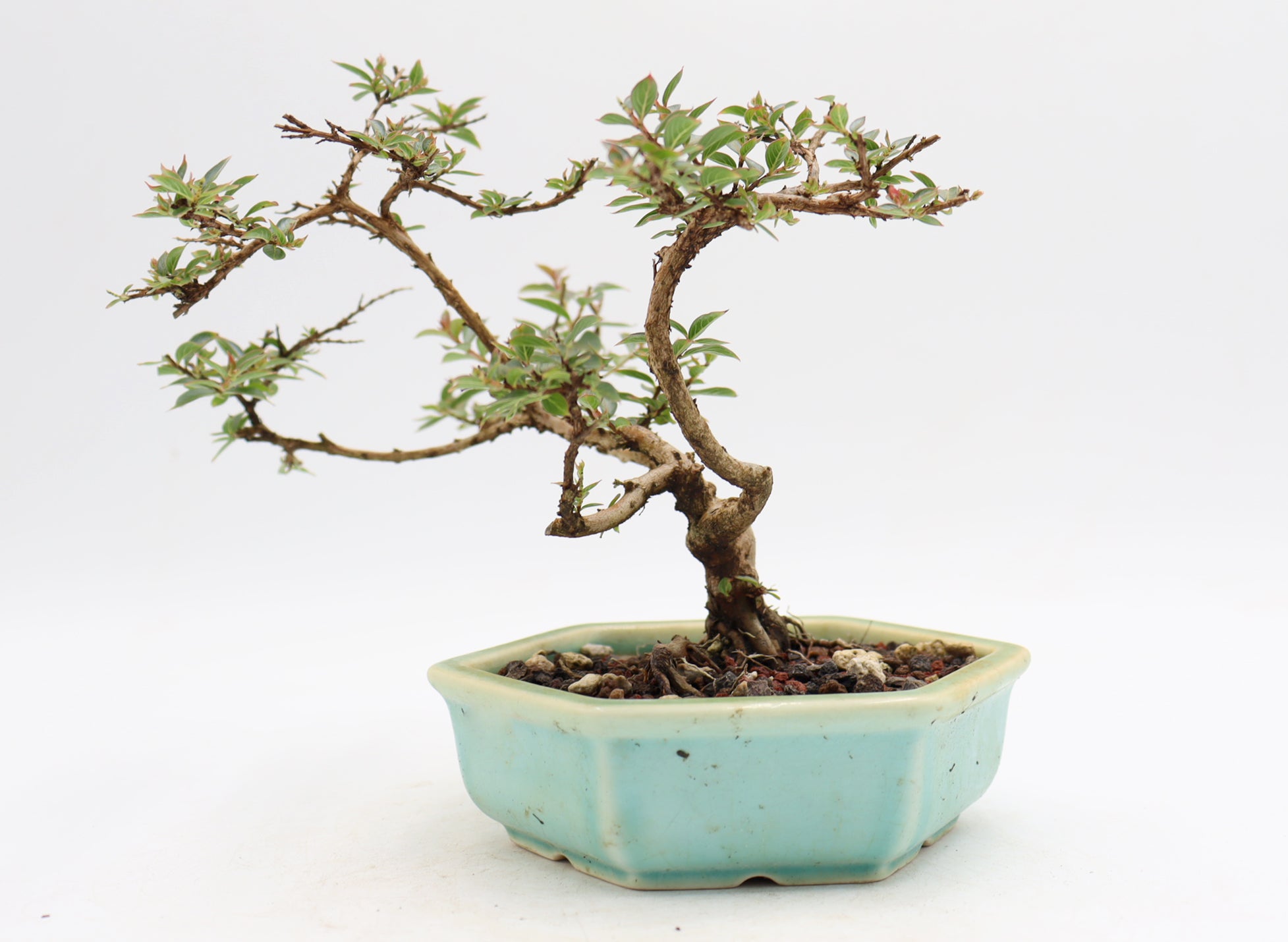 Chickasaw Crepe Myrtle in a Glazed and Chopped Pot