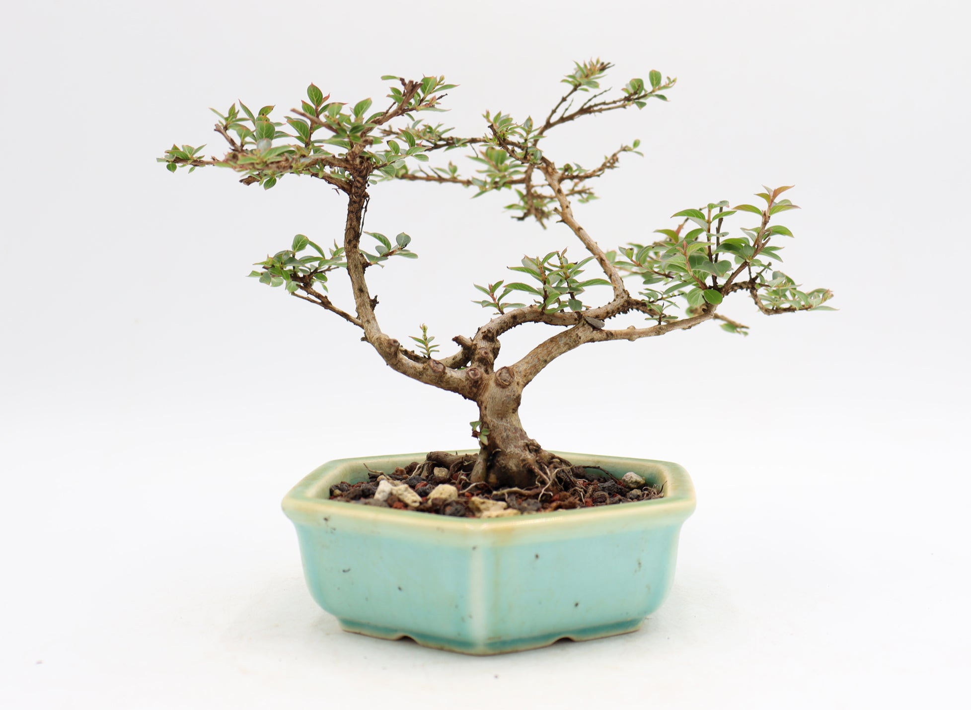 Chickasaw Crepe Myrtle in a Glazed and Chopped Pot