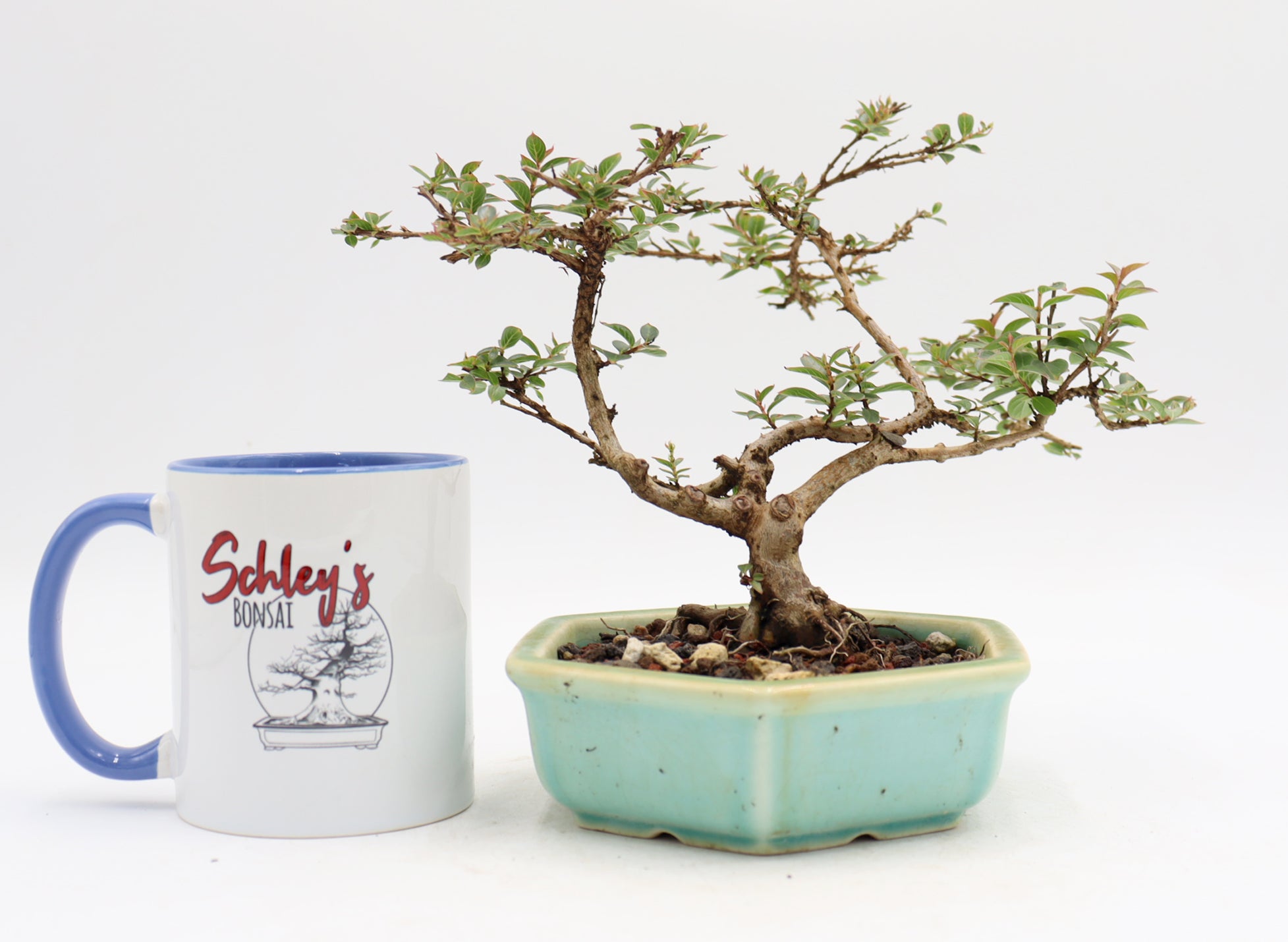 Chickasaw Crepe Myrtle in a Glazed and Chopped Pot