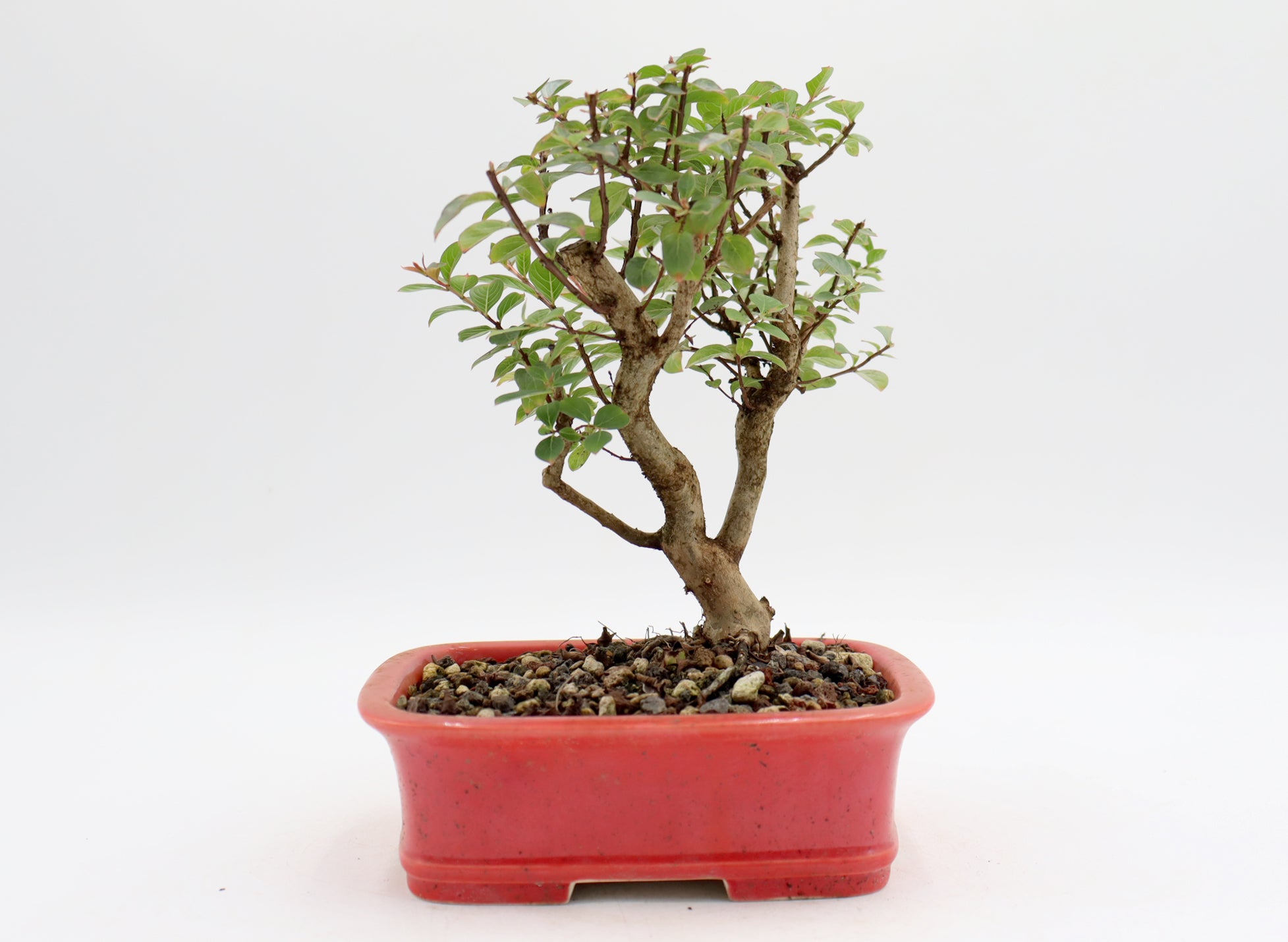 Chickasaw Crepe Myrtle in a Glazed and Chopped Pot