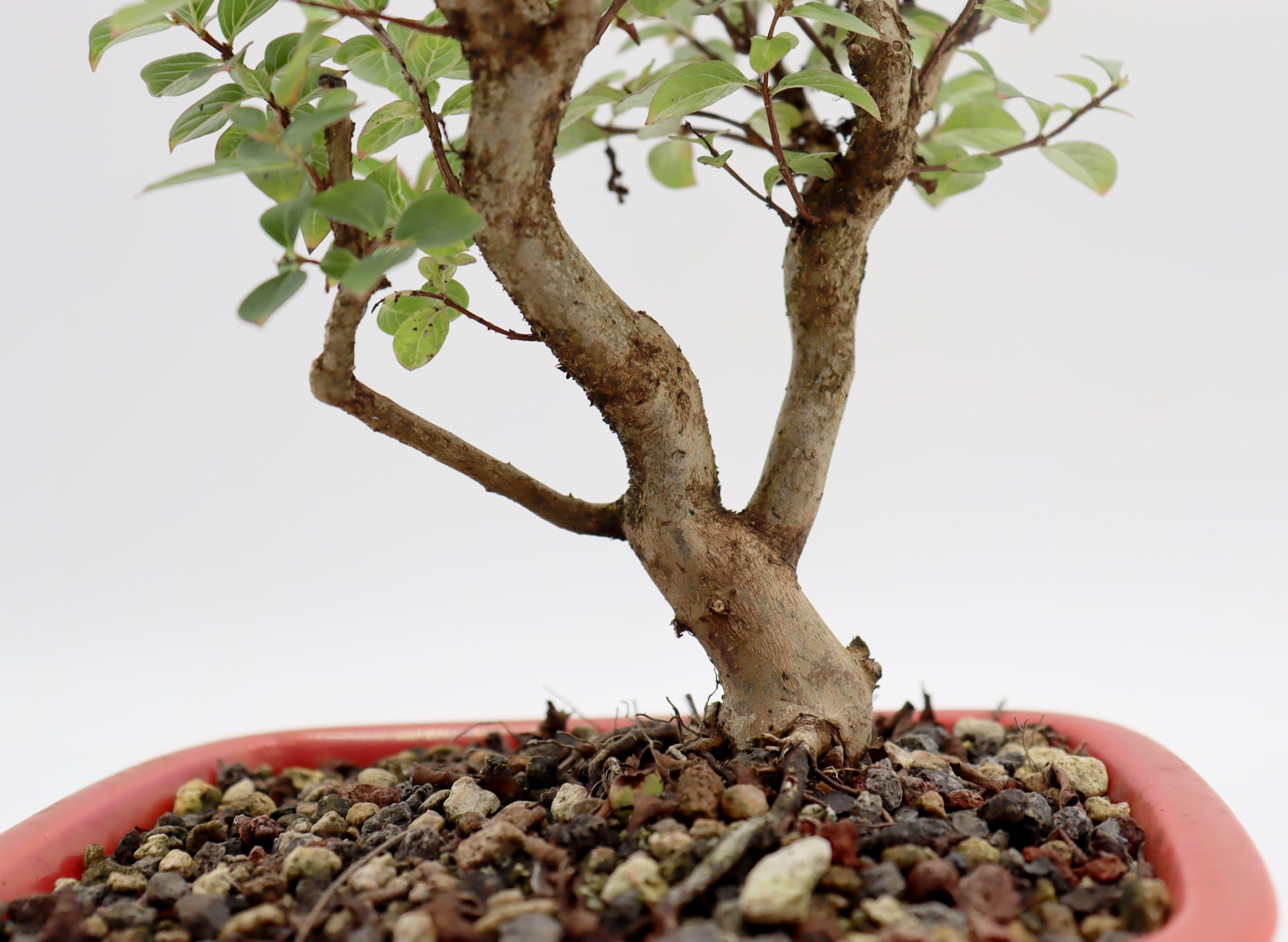 Chickasaw Crepe Myrtle in a Glazed and Chopped Pot