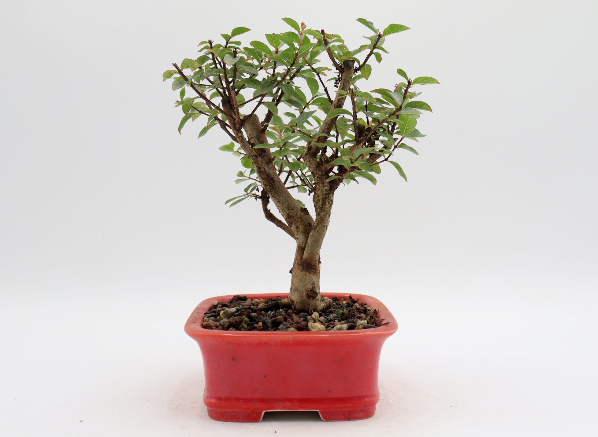 Chickasaw Crepe Myrtle in a Glazed and Chopped Pot