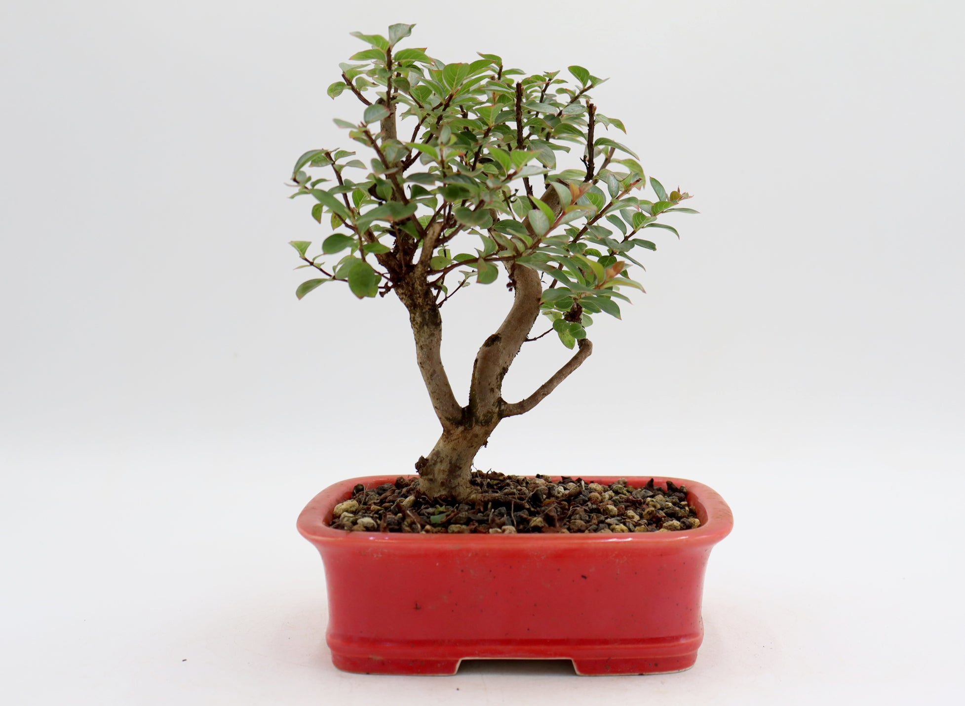 Chickasaw Crepe Myrtle in a Glazed and Chopped Pot