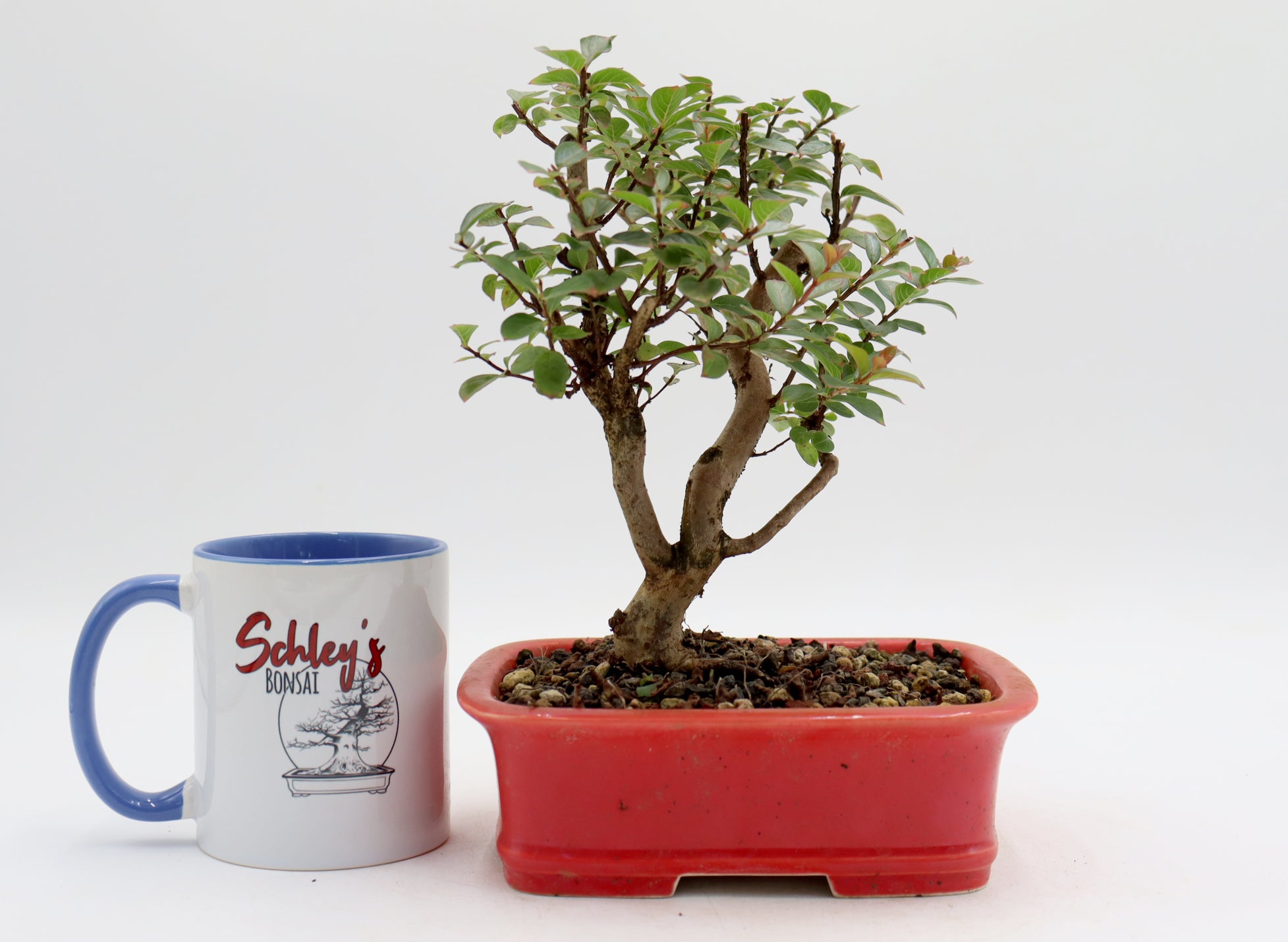 Chickasaw Crepe Myrtle in a Glazed and Chopped Pot