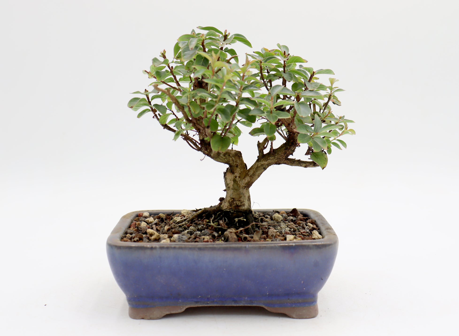 Chickasaw Crepe Myrtle in a Glazed Pot