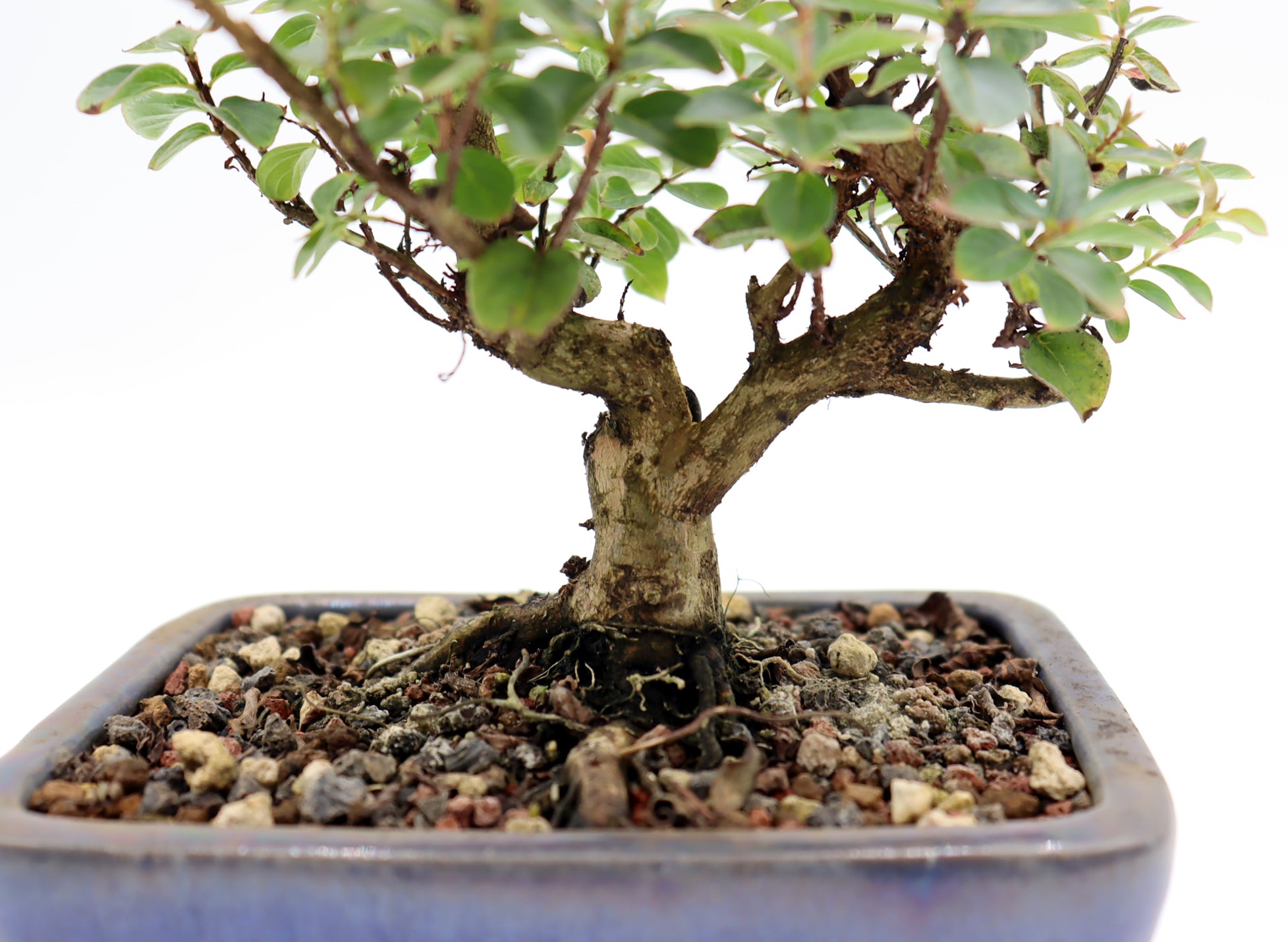 Chickasaw Crepe Myrtle in a Glazed Pot