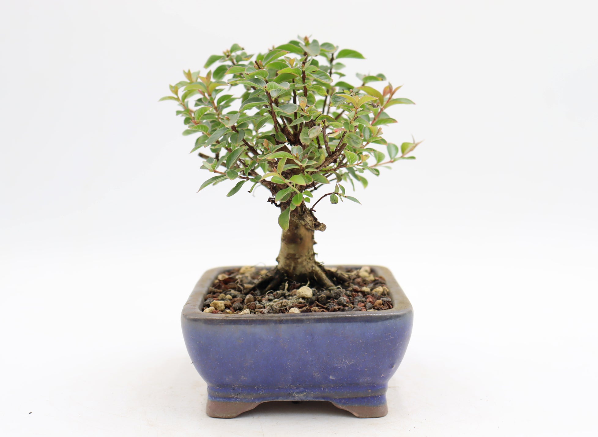 Chickasaw Crepe Myrtle in a Glazed Pot