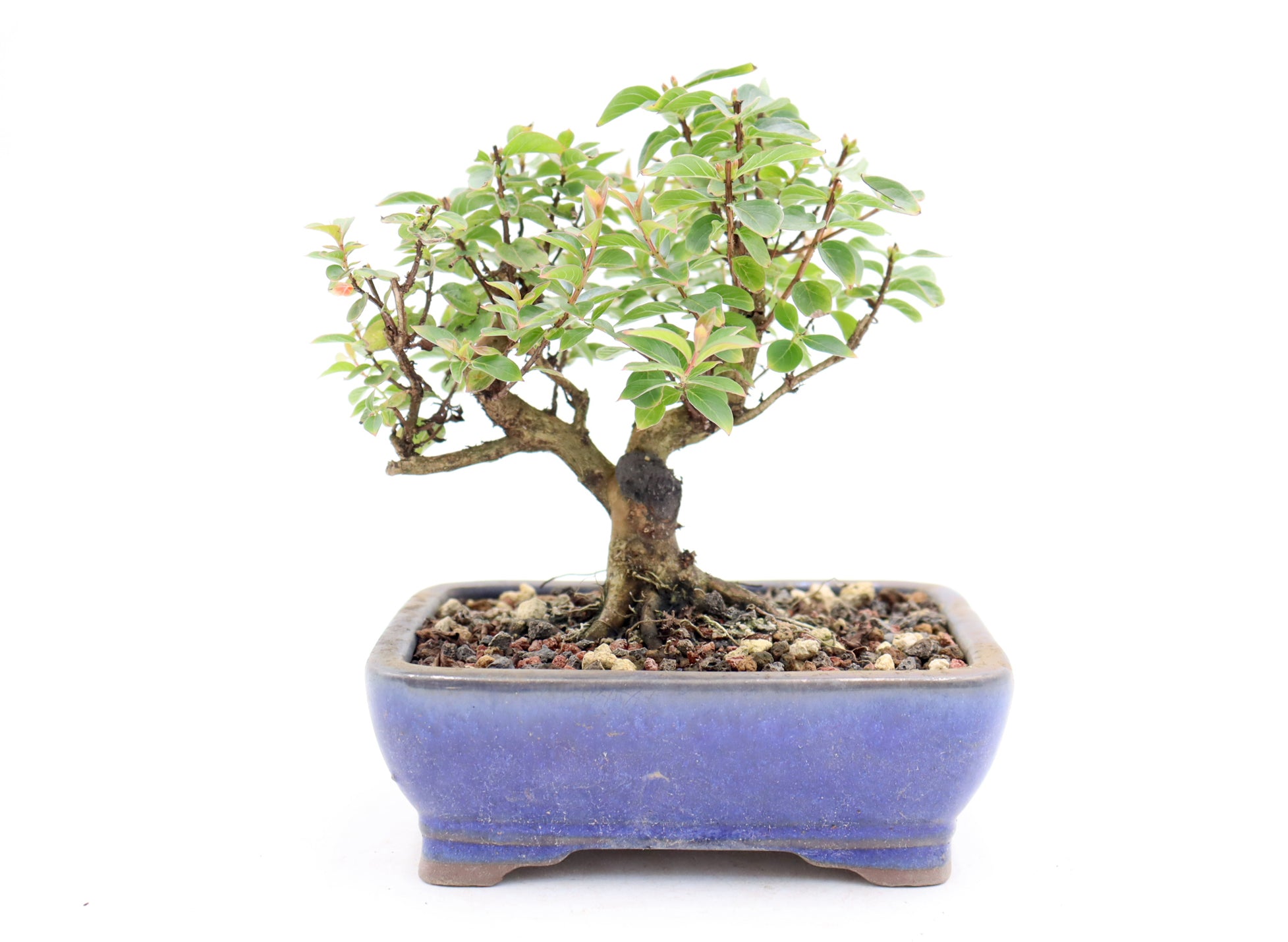 Chickasaw Crepe Myrtle in a Glazed Pot