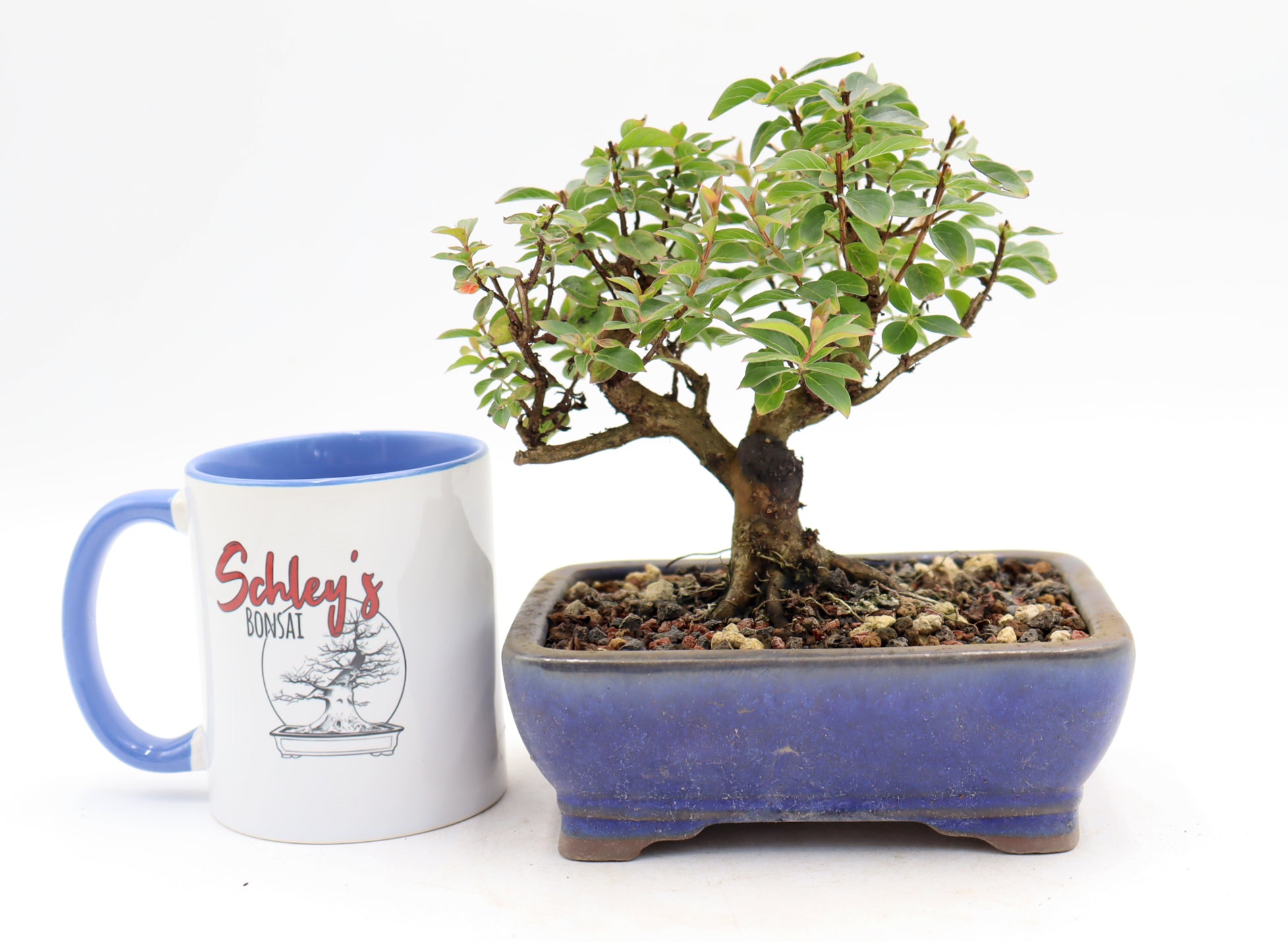Chickasaw Crepe Myrtle in a Glazed Pot