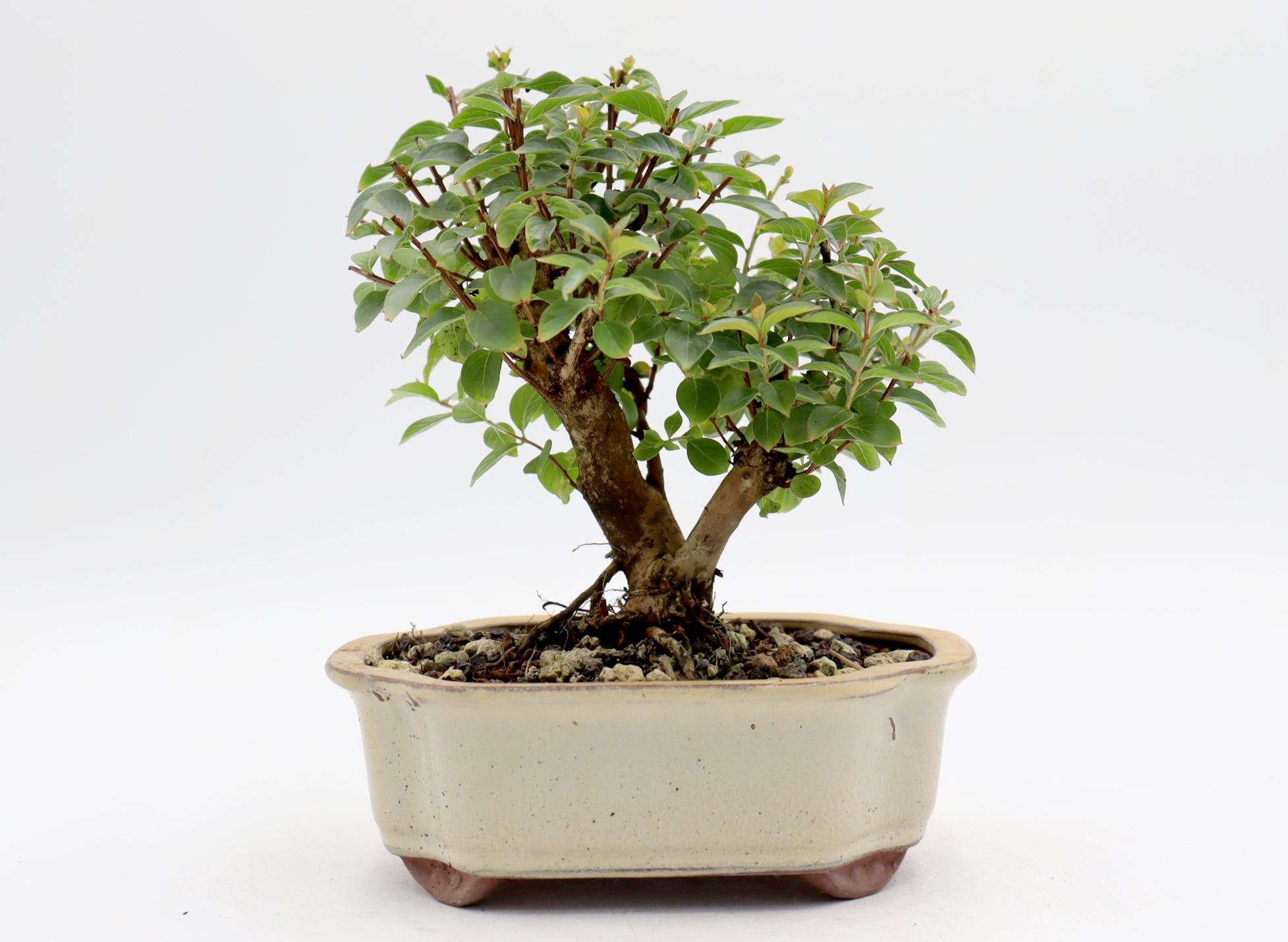 Chickasaw Crepe Myrtle in a Glazed Pot