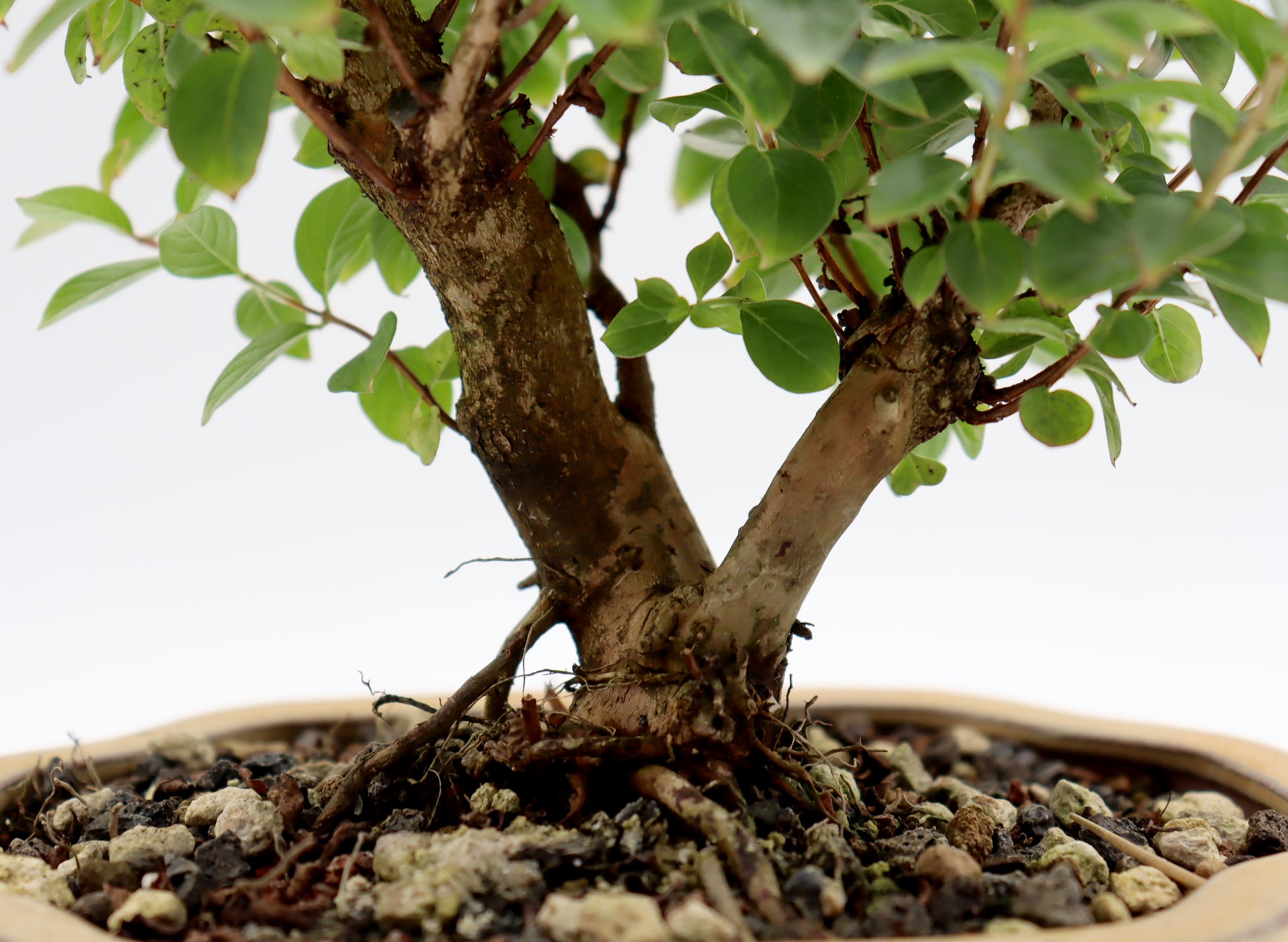 Chickasaw Crepe Myrtle in a Glazed Pot