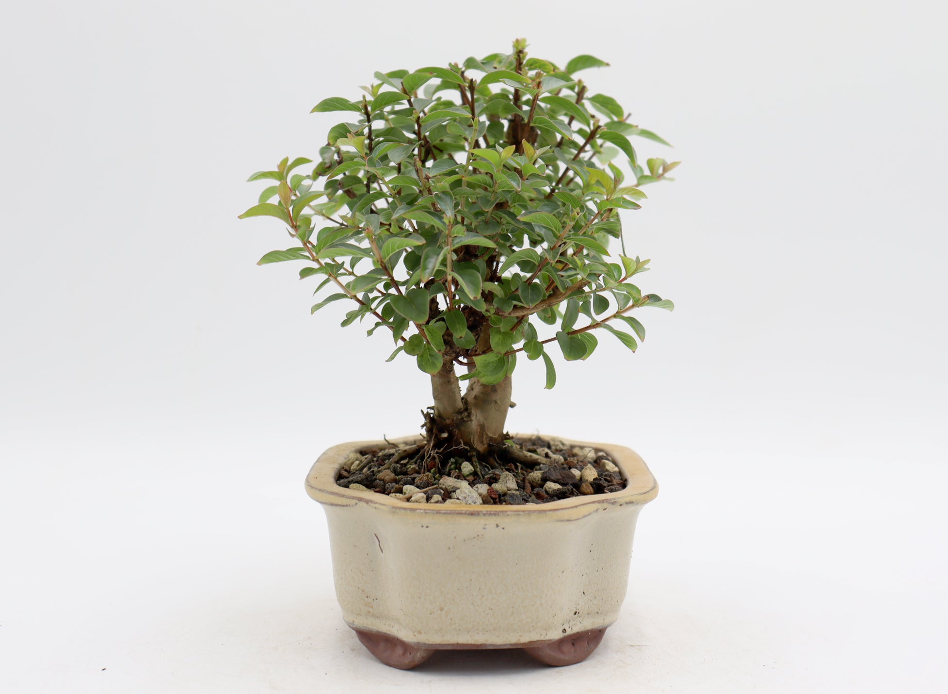 Chickasaw Crepe Myrtle in a Glazed Pot