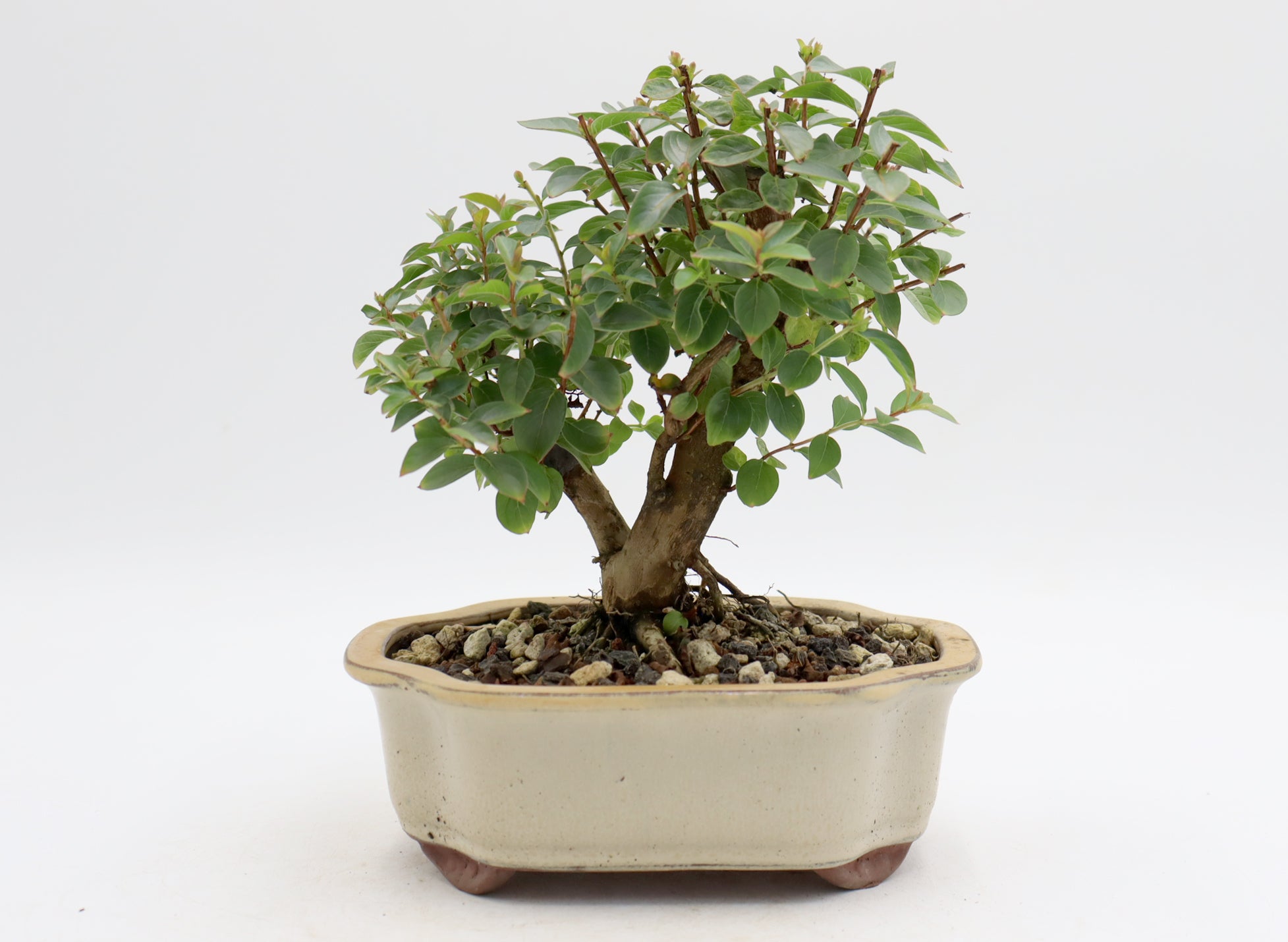 Chickasaw Crepe Myrtle in a Glazed Pot