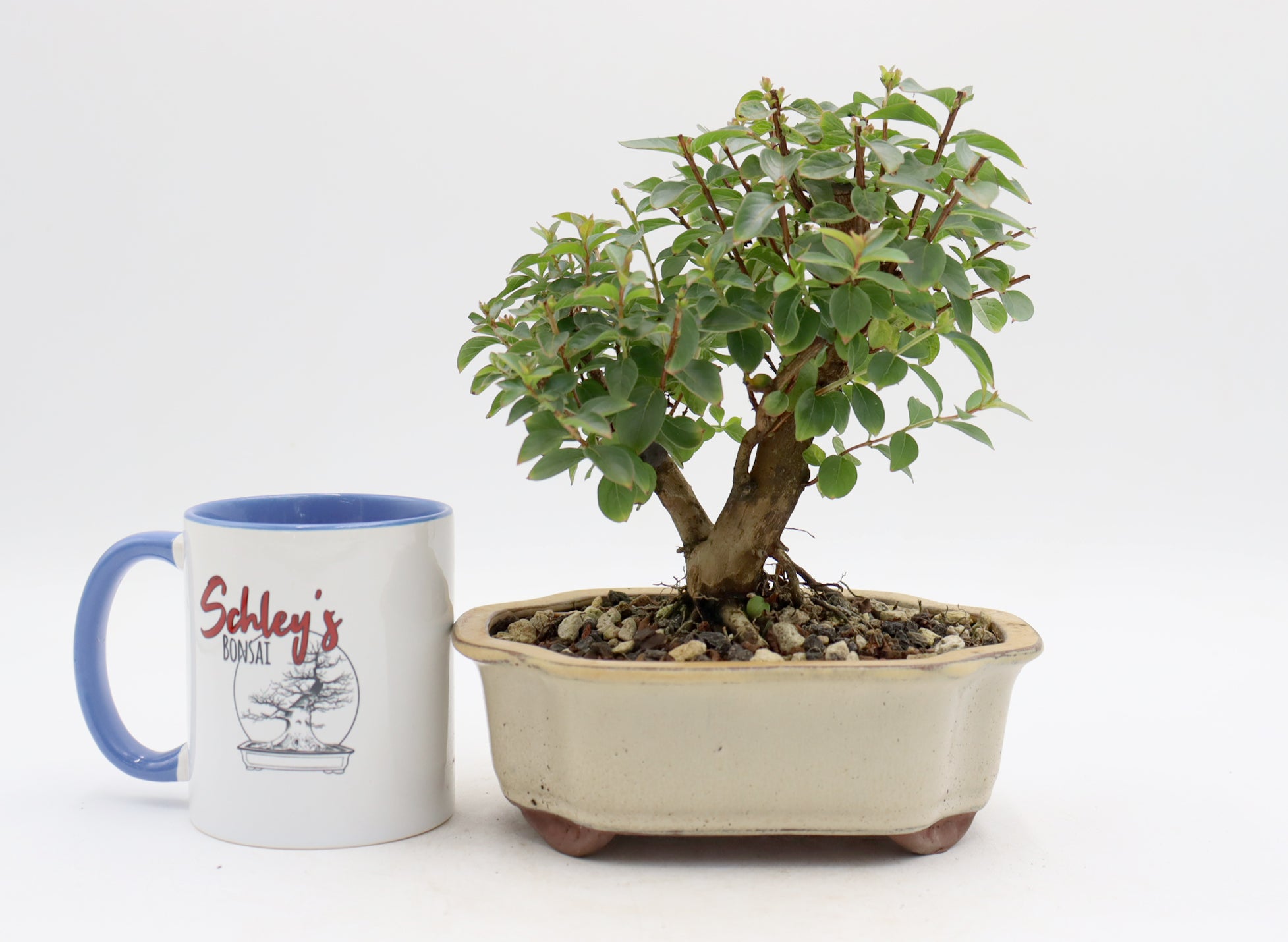 Chickasaw Crepe Myrtle in a Glazed Pot