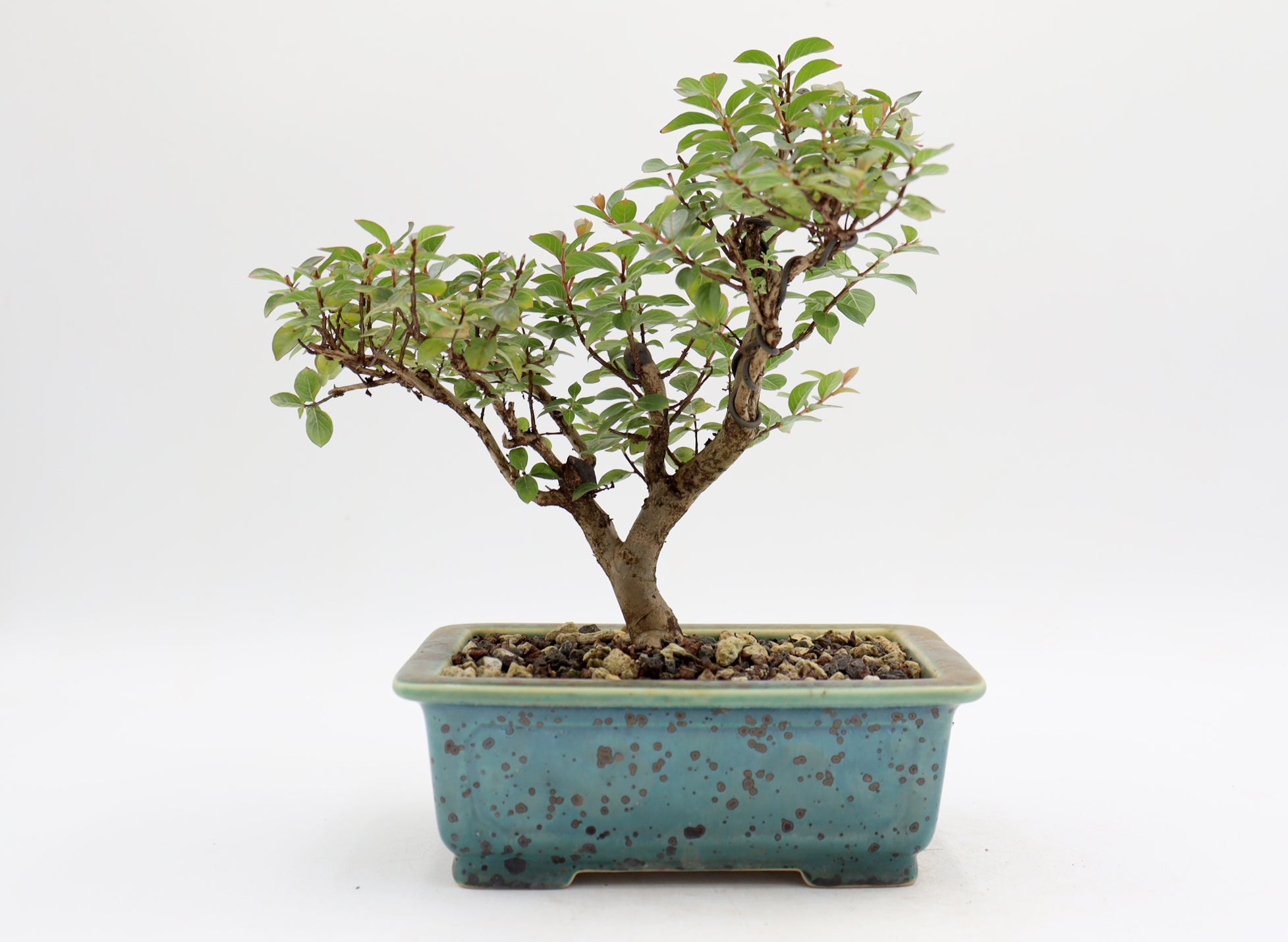 Chickasaw Crepe Myrtle in a Glazed Pot