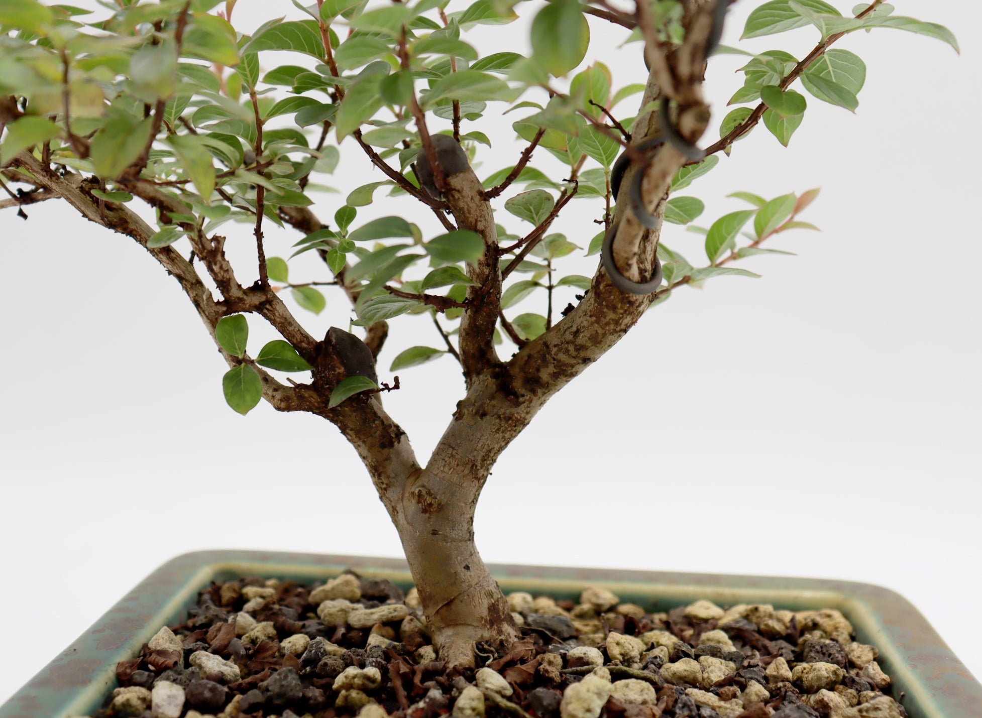 Chickasaw Crepe Myrtle in a Glazed Pot