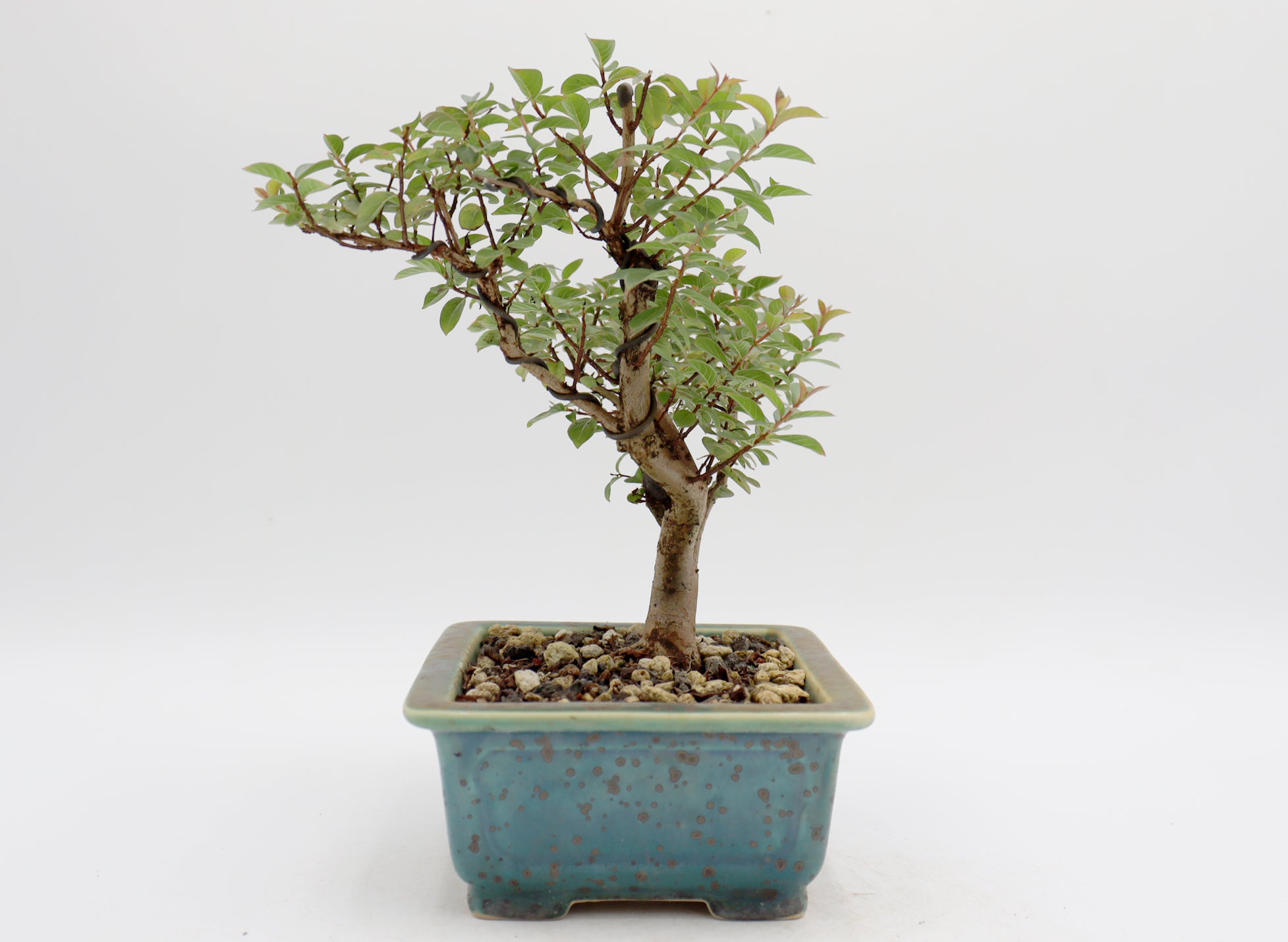 Chickasaw Crepe Myrtle in a Glazed Pot