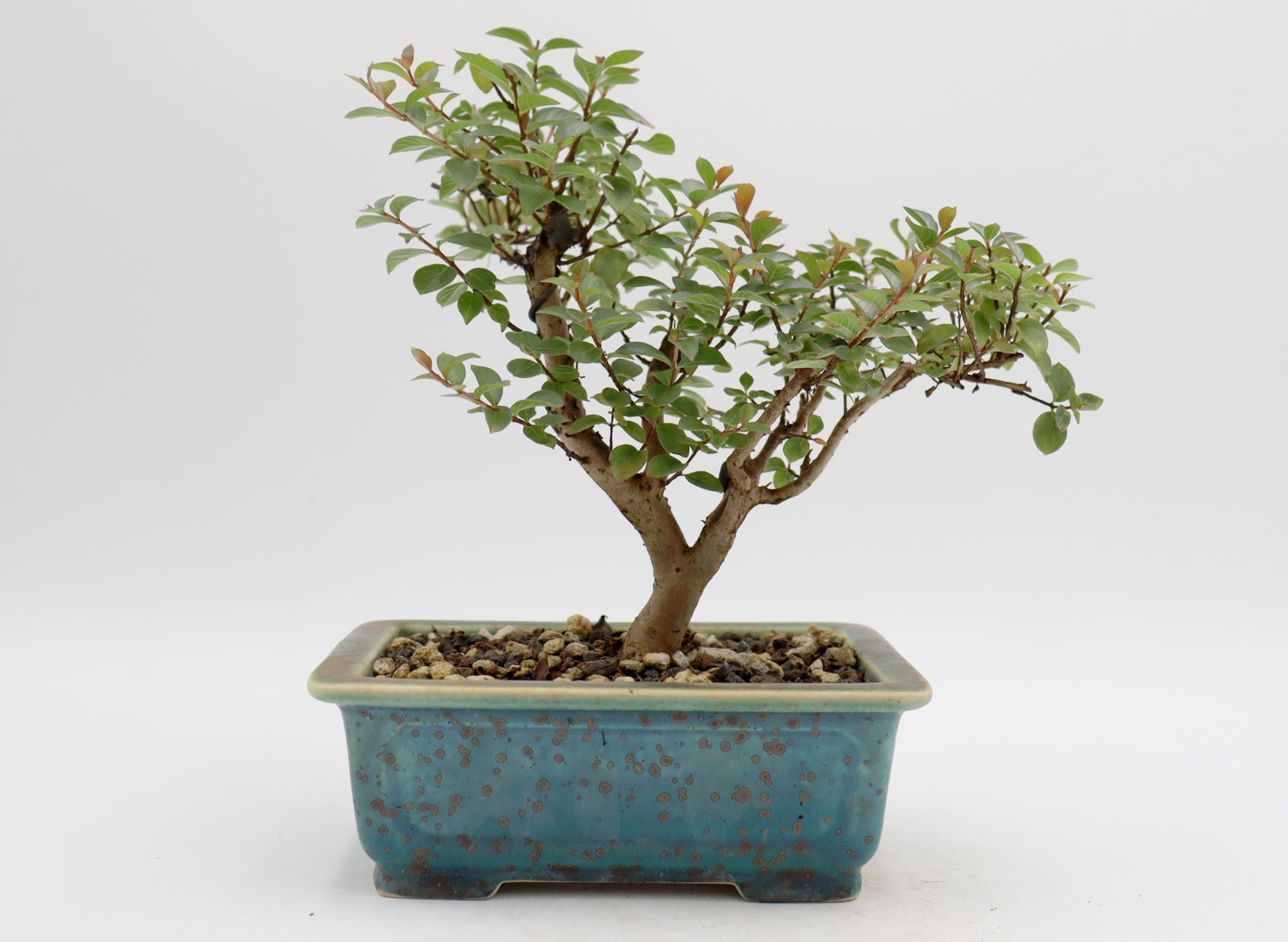 Chickasaw Crepe Myrtle in a Glazed Pot