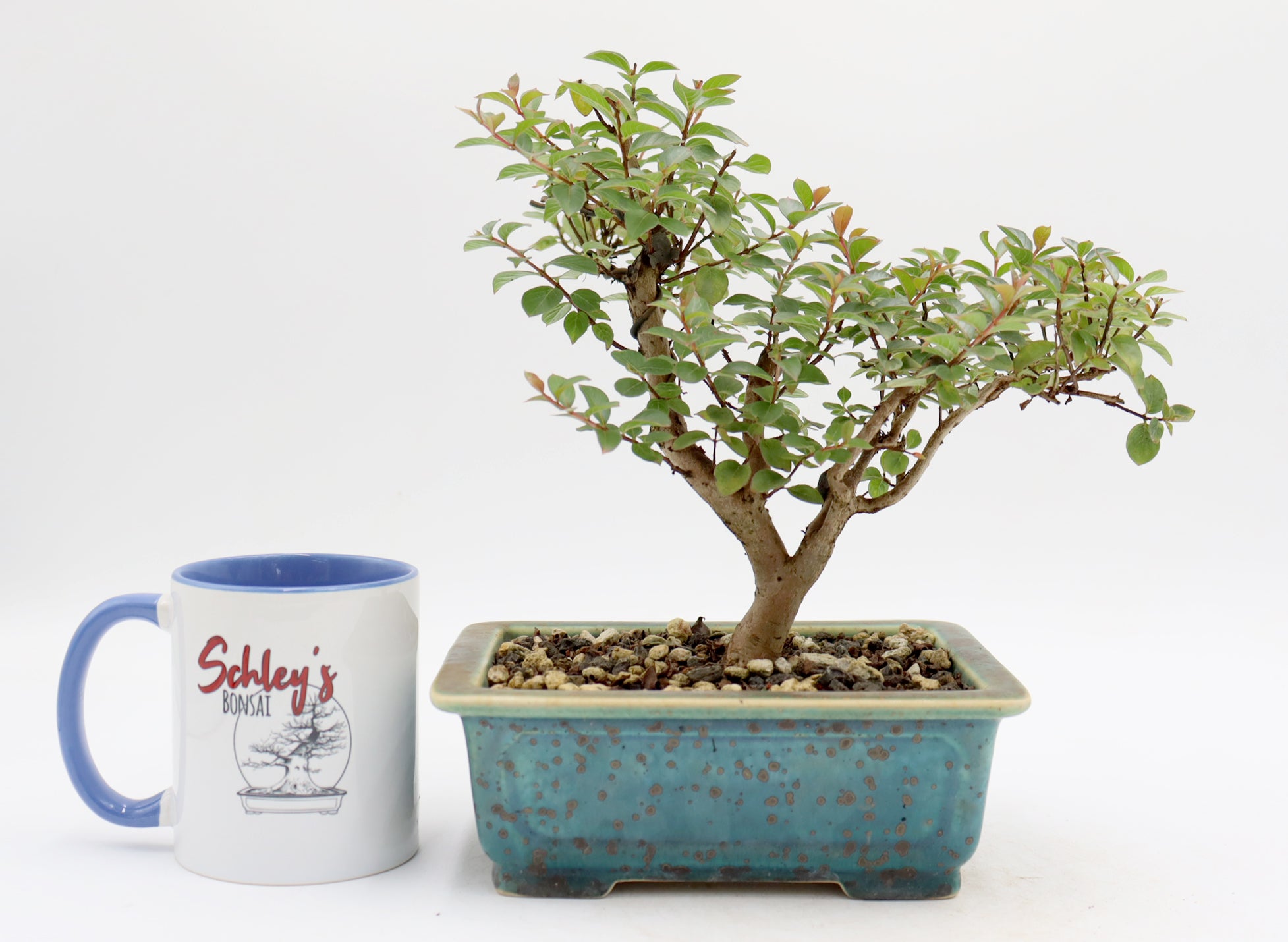 Chickasaw Crepe Myrtle in a Glazed Pot