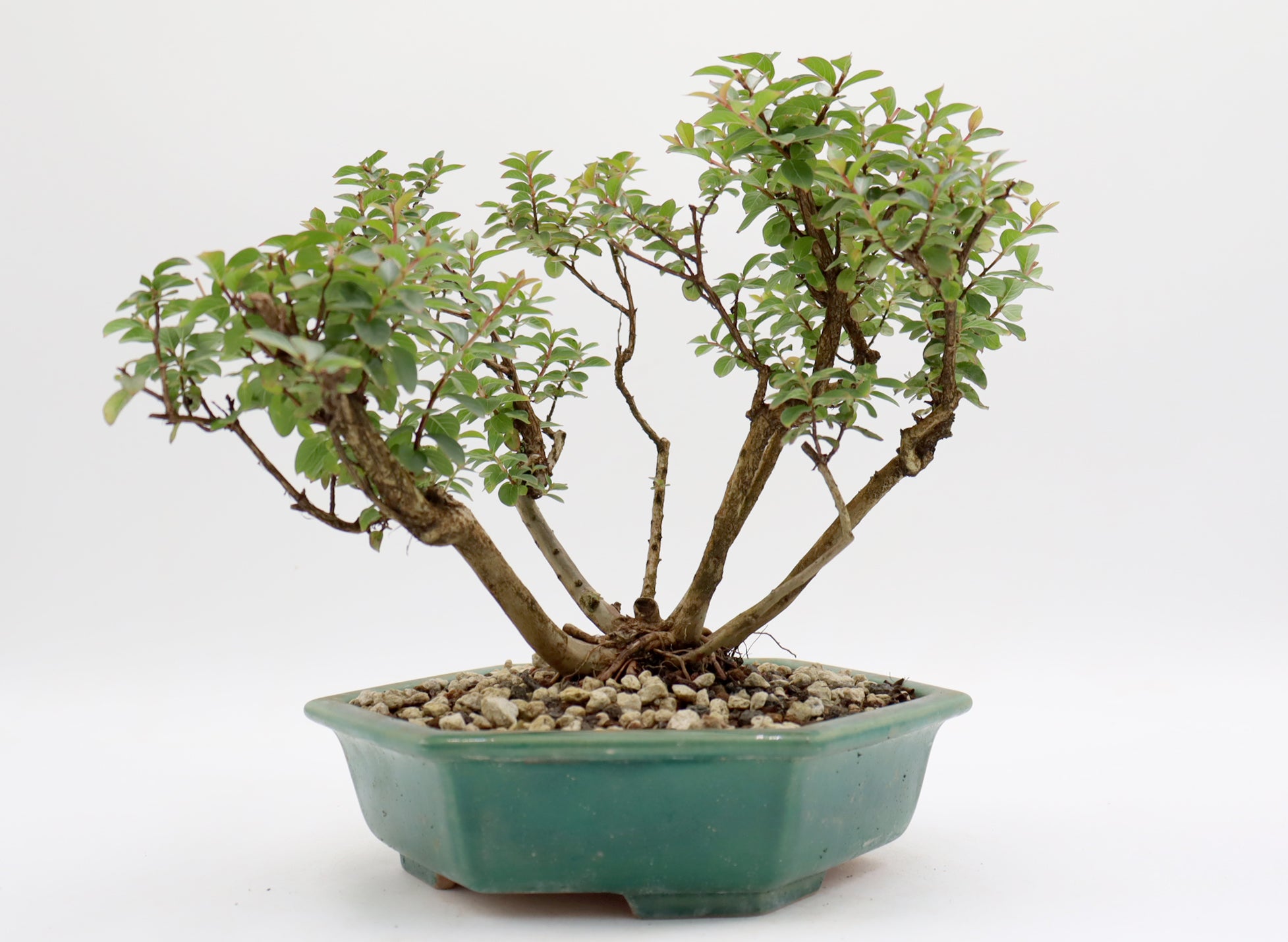 Chickasaw Crepe Myrtle in a Glazed Pot