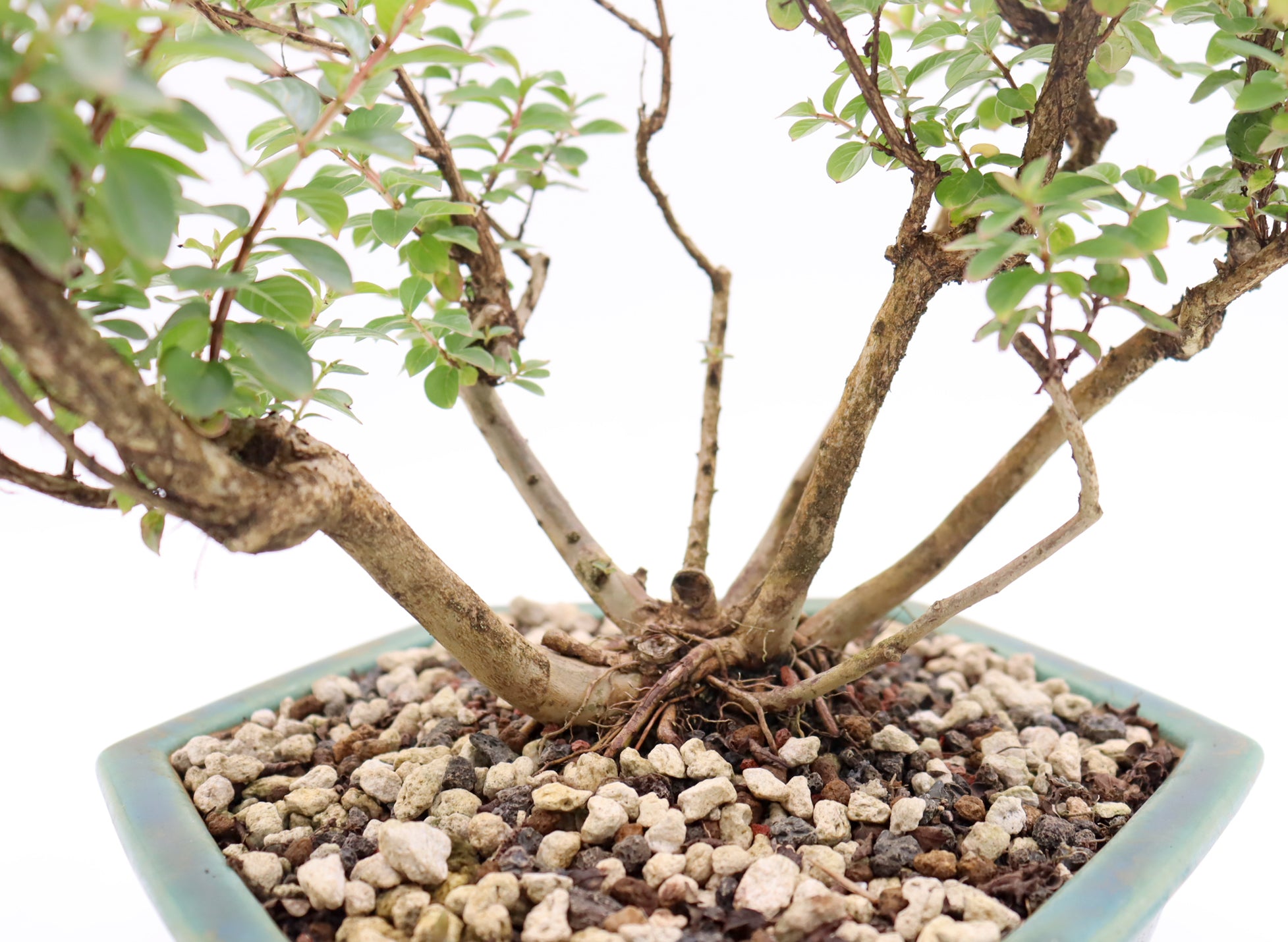 Chickasaw Crepe Myrtle in a Glazed Pot