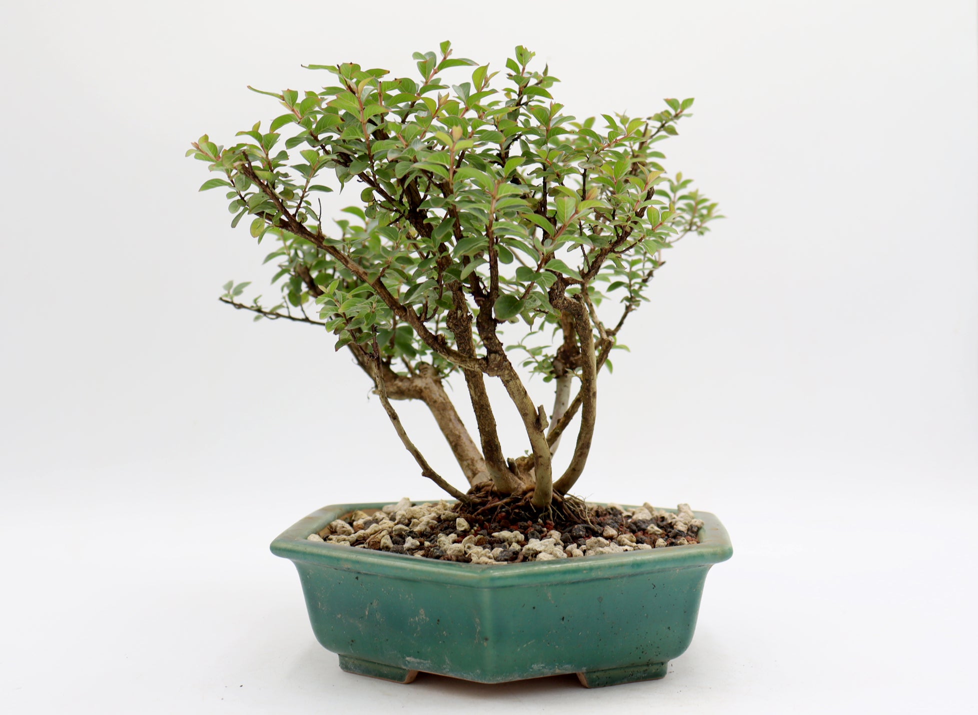 Chickasaw Crepe Myrtle in a Glazed Pot