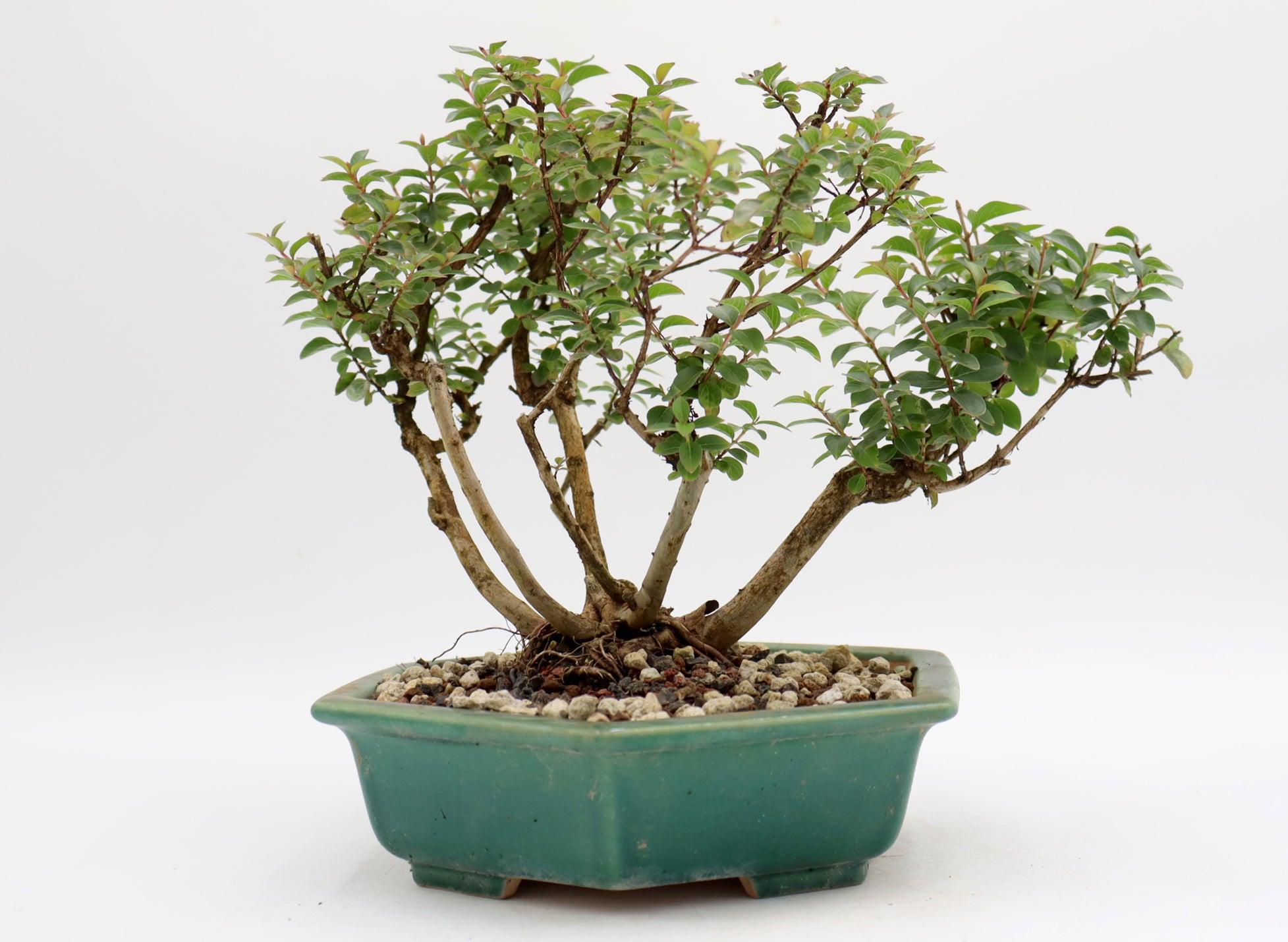 Chickasaw Crepe Myrtle in a Glazed Pot