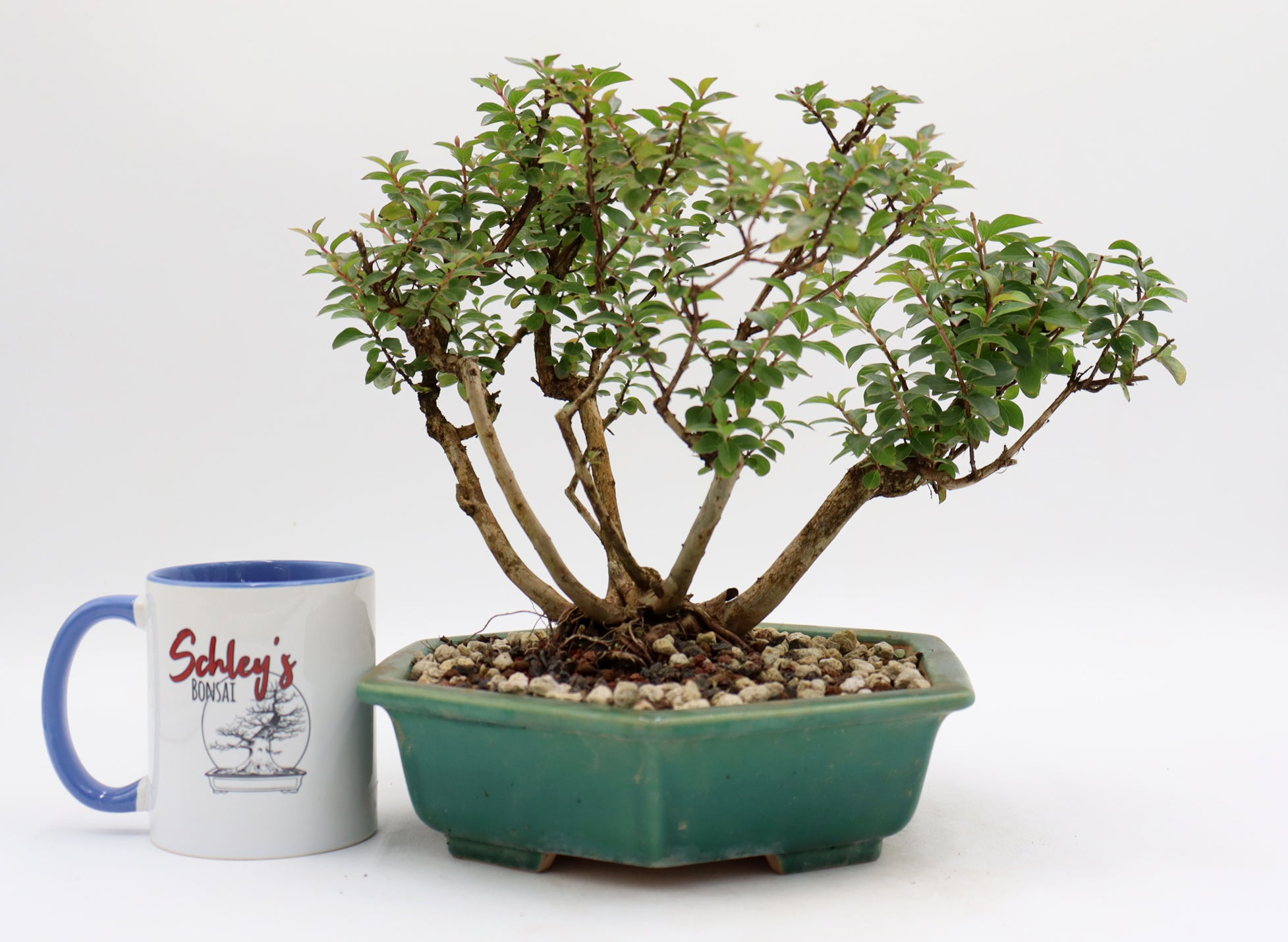 Chickasaw Crepe Myrtle in a Glazed Pot