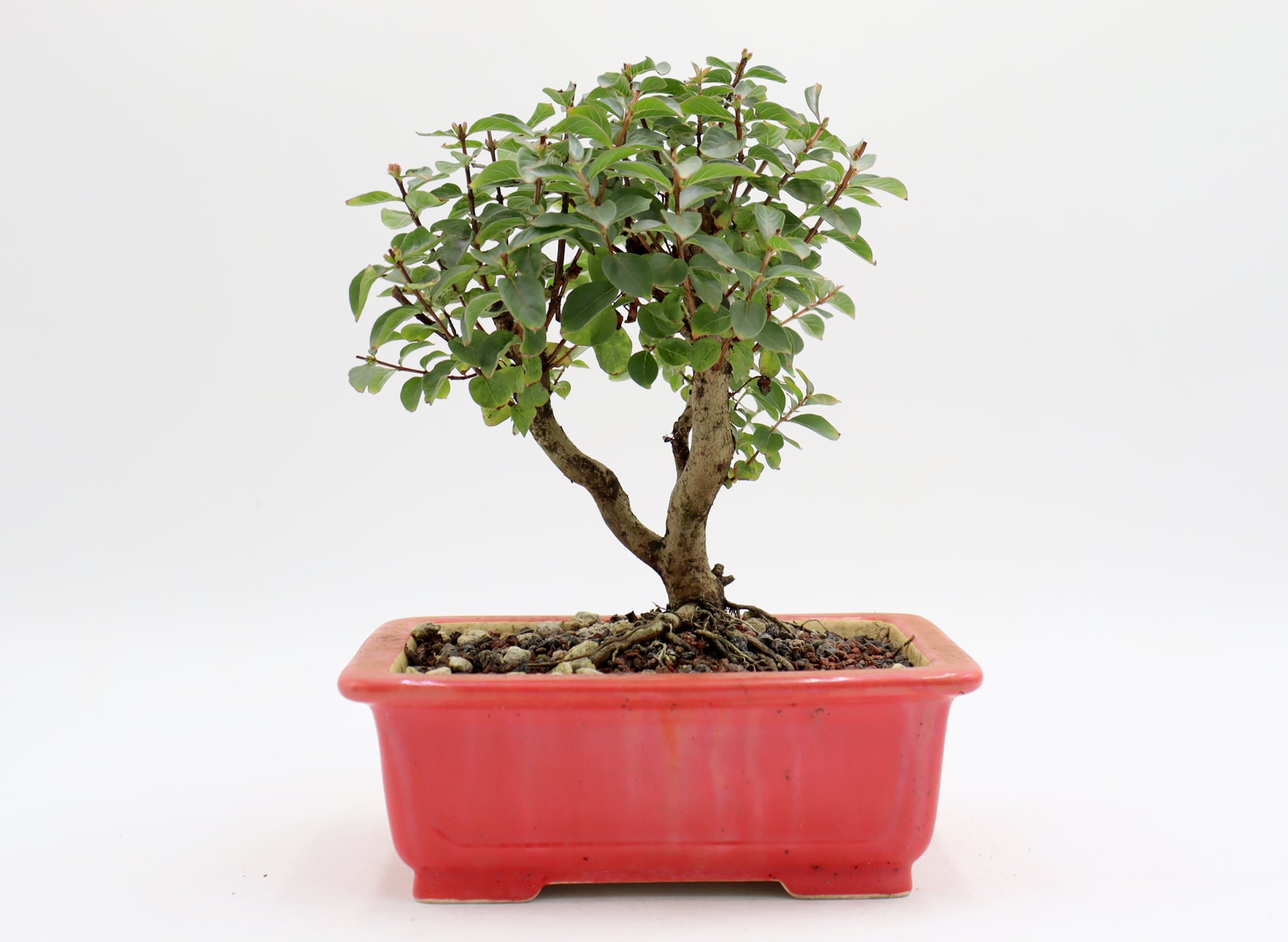 Chickasaw Crepe Myrtle in a Glazed Pot