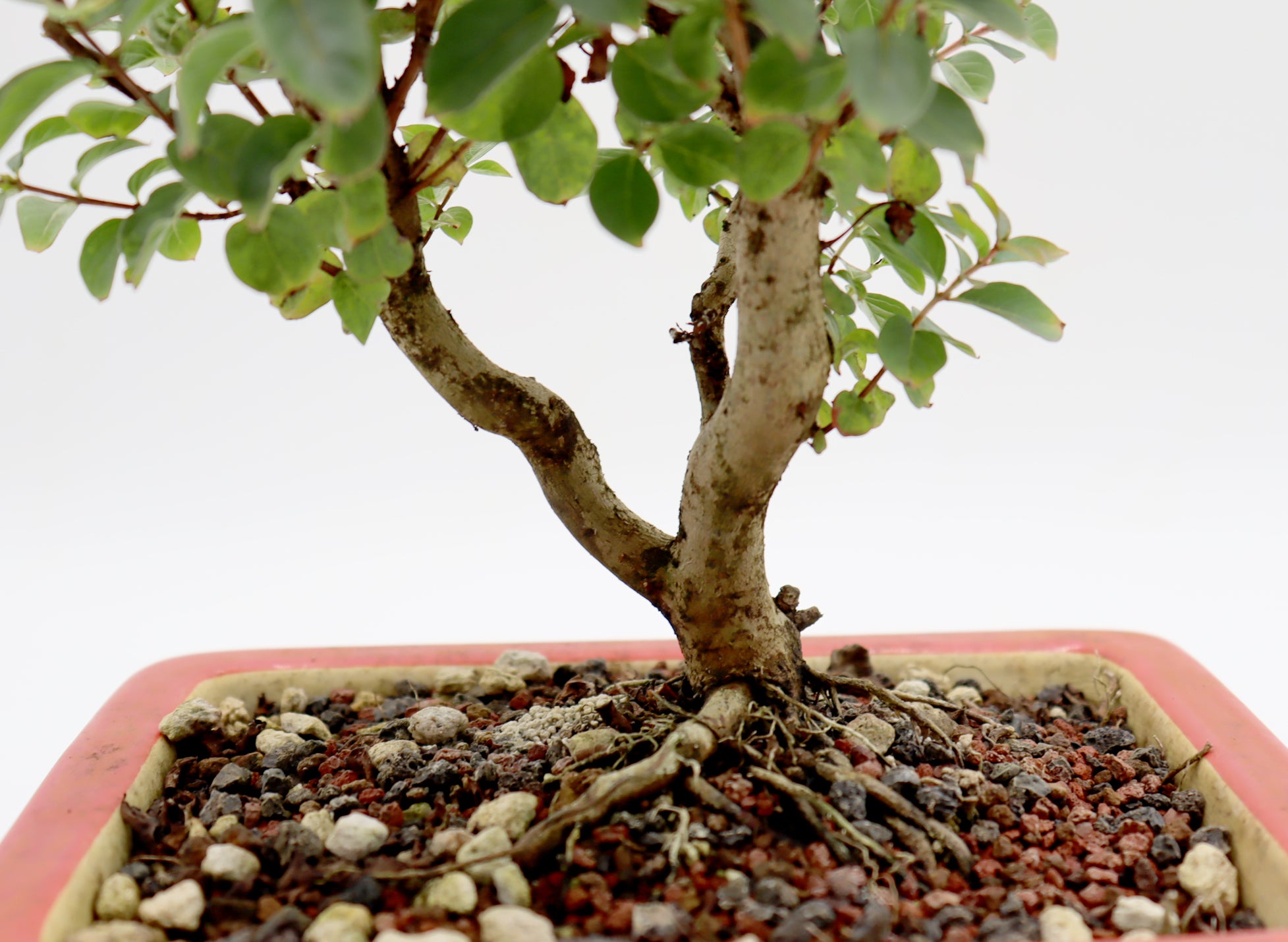 Chickasaw Crepe Myrtle in a Glazed Pot