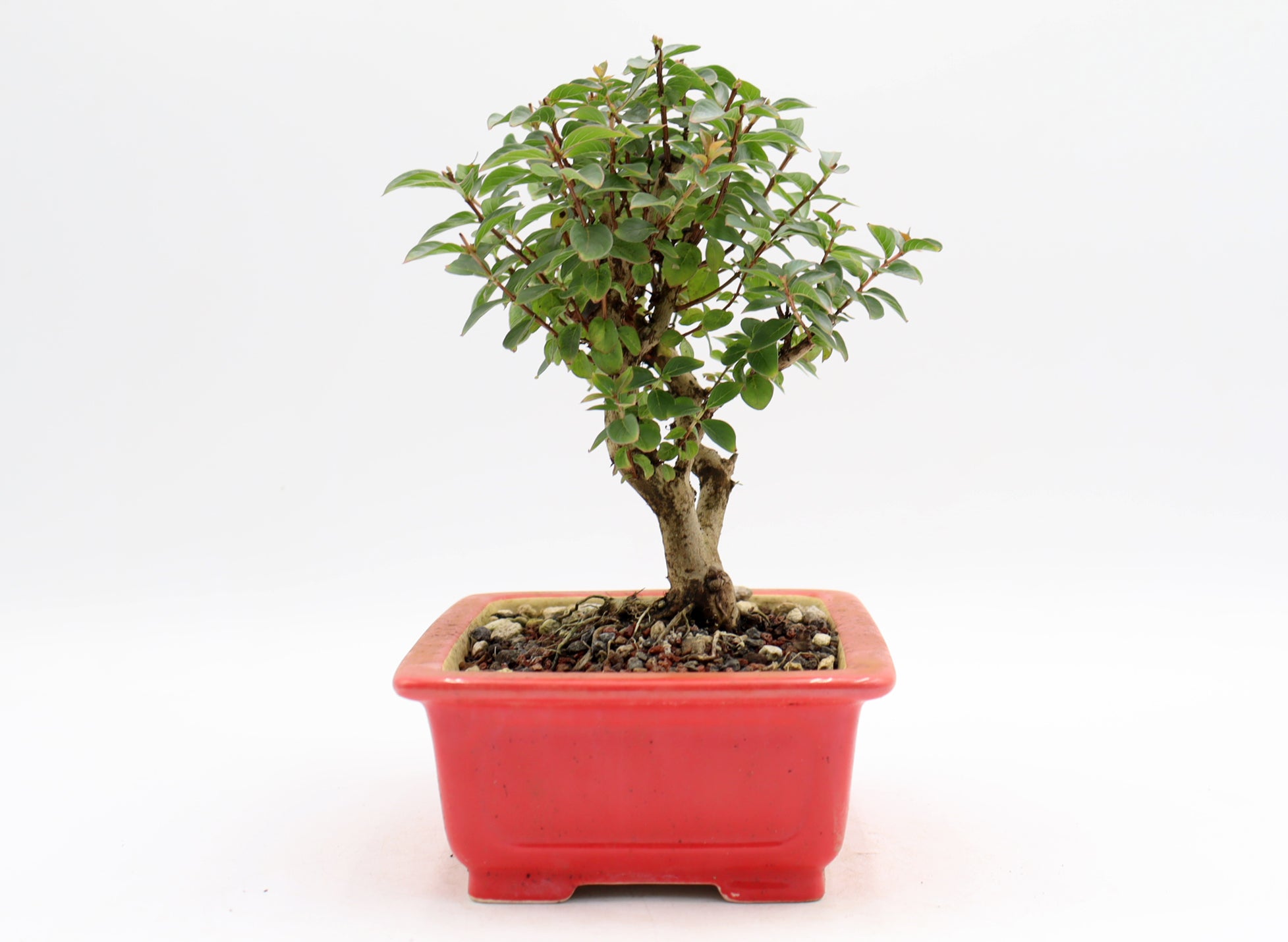 Chickasaw Crepe Myrtle in a Glazed Pot
