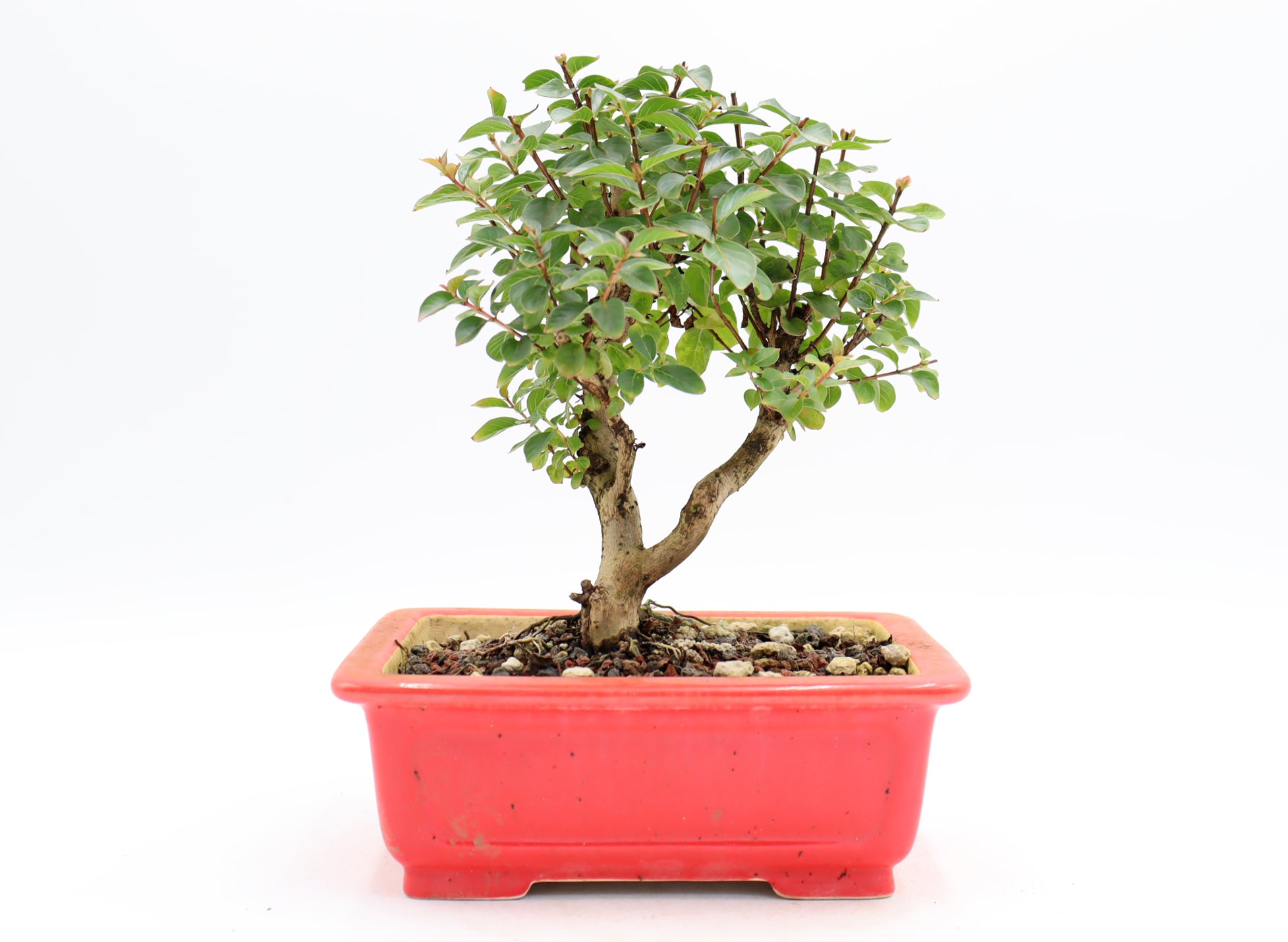 Chickasaw Crepe Myrtle in a Glazed Pot