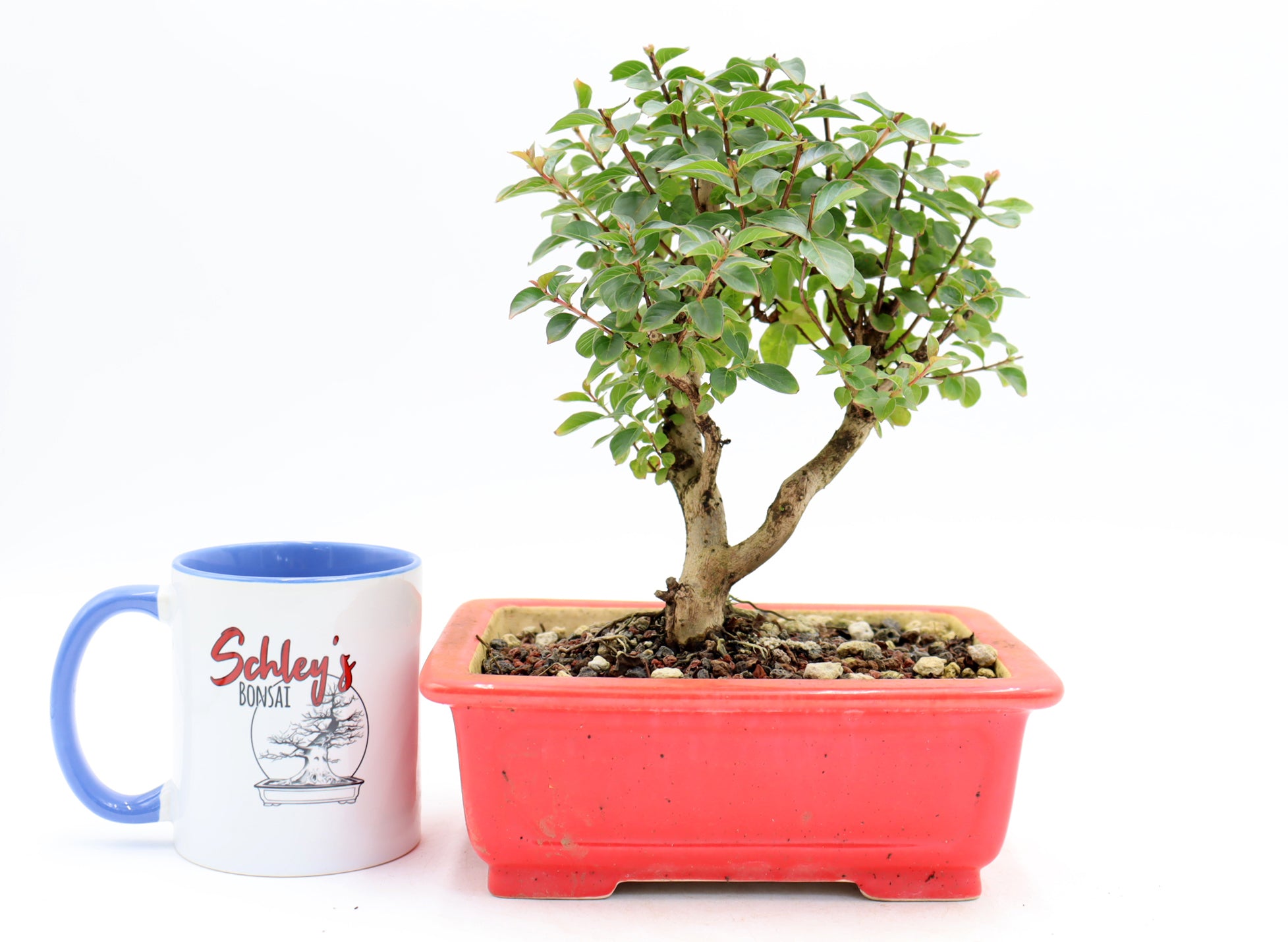 Chickasaw Crepe Myrtle in a Glazed Pot