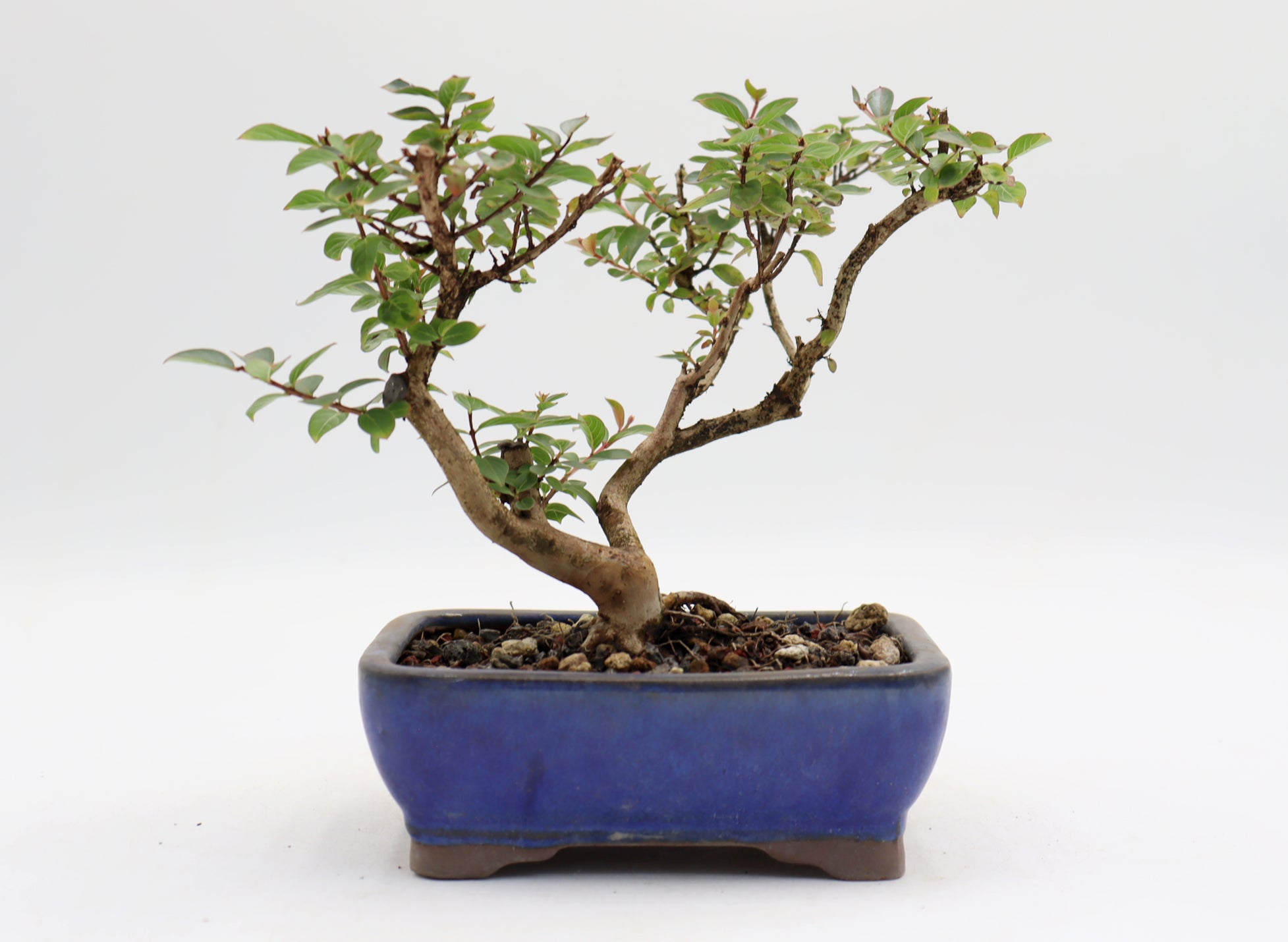 Chickasaw Crepe Myrtle in a Glazed Pot