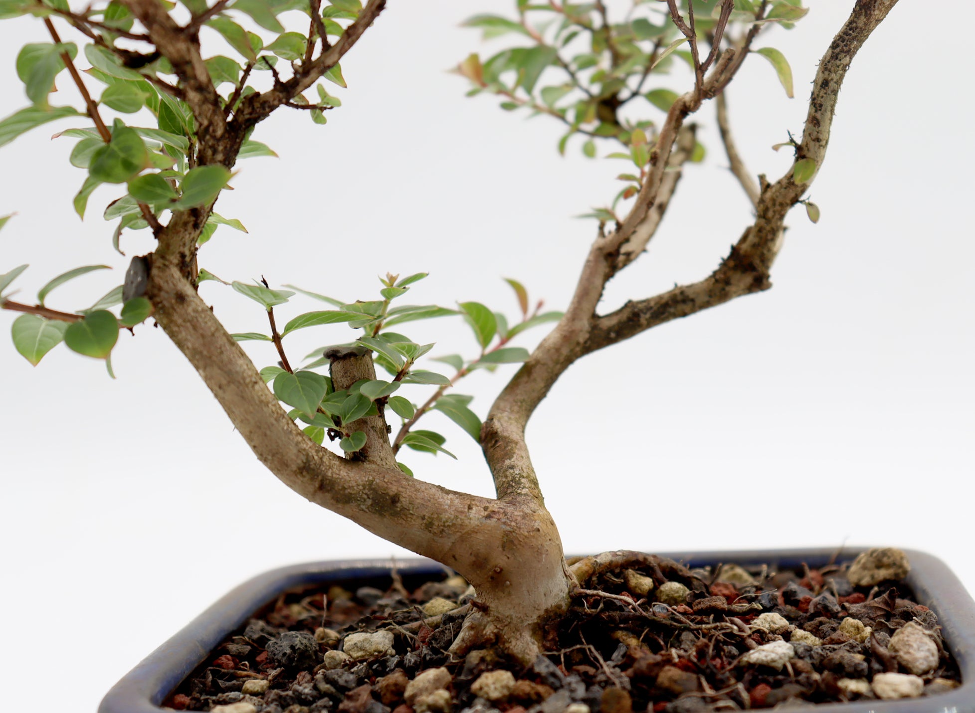 Chickasaw Crepe Myrtle in a Glazed Pot