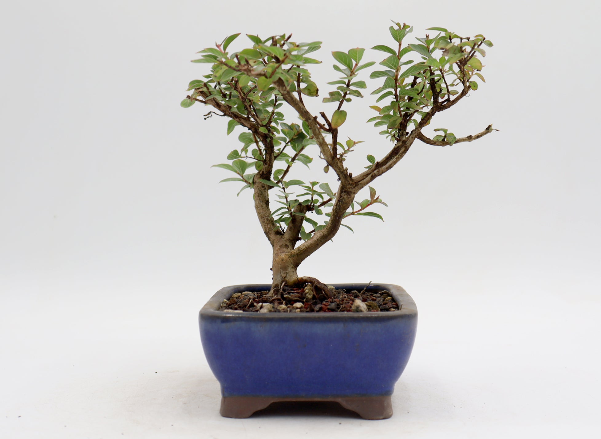 Chickasaw Crepe Myrtle in a Glazed Pot